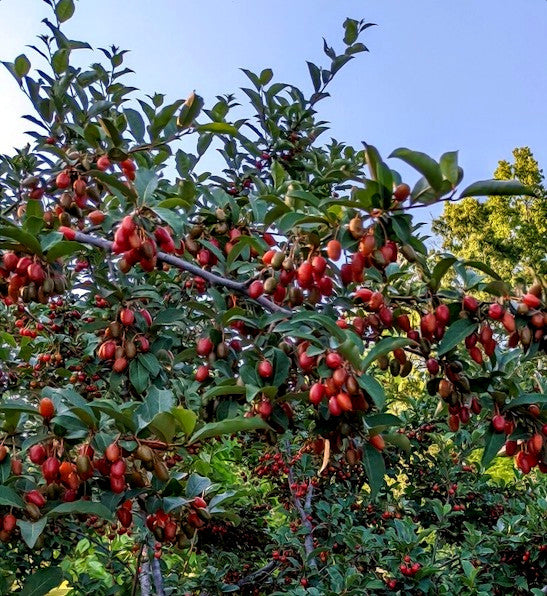 Tree with red goumi berries and green leaves against a blue sky
