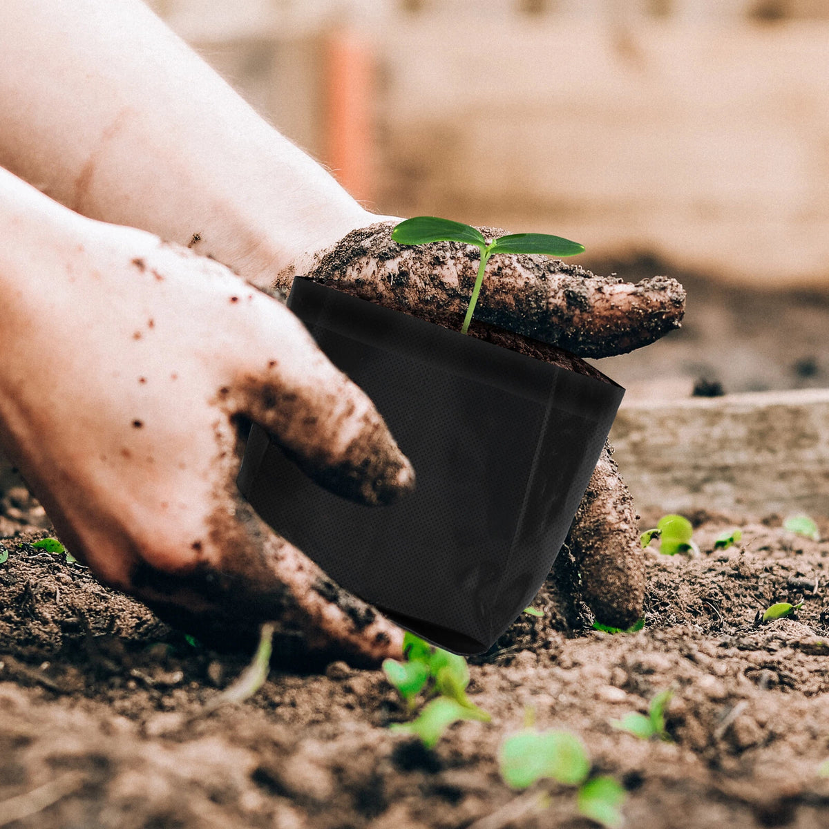 Person planting a small plant inside of fabric grow bag into soil with gardening gloves on.