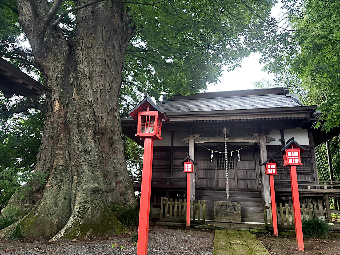 Traditional Japanese wooden shrine with red lanterns under a large Japanese Grey Bark Elm tree. (Zelkova serrata)