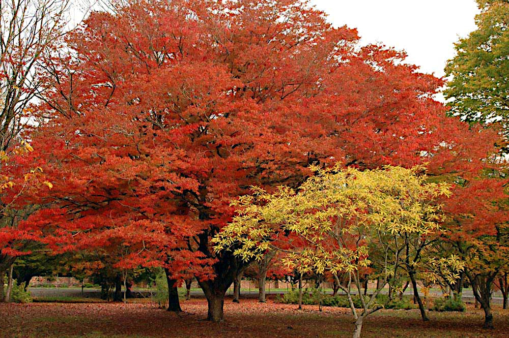 Autumn scene with red Japanese Grey Bark Elm trees in a park