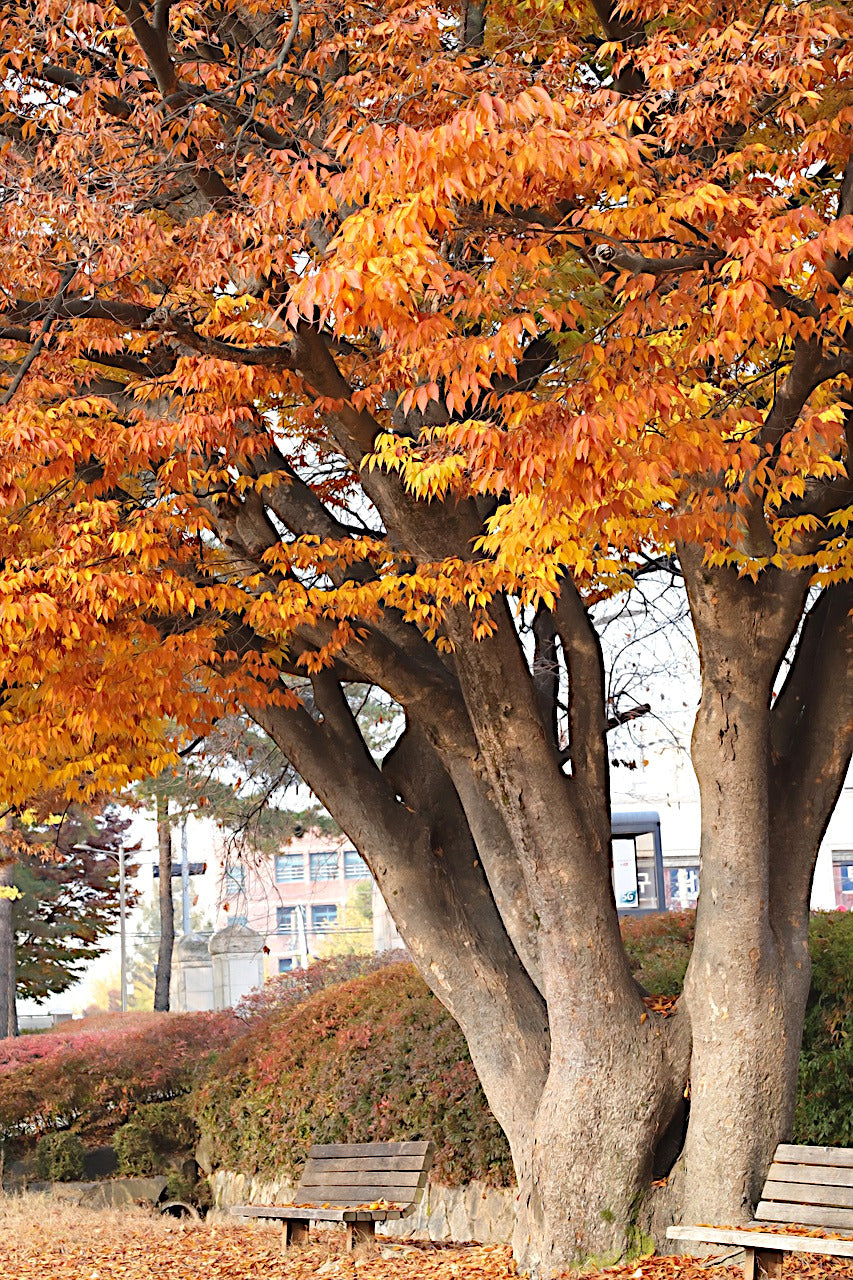 Large Japanese Grey Bark Elm tree with orange autumn leaves in a park setting