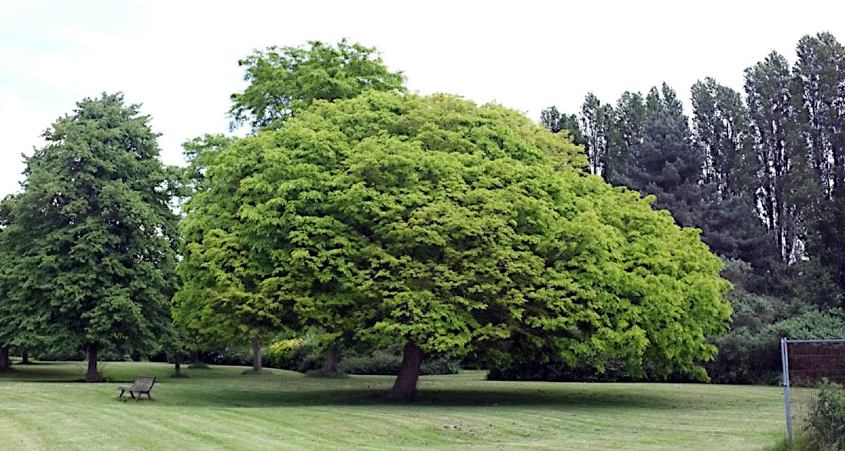 Large green Japanese Grey Bark Elm tree in a park with grass and other trees in the background. (Zelkova serrata)