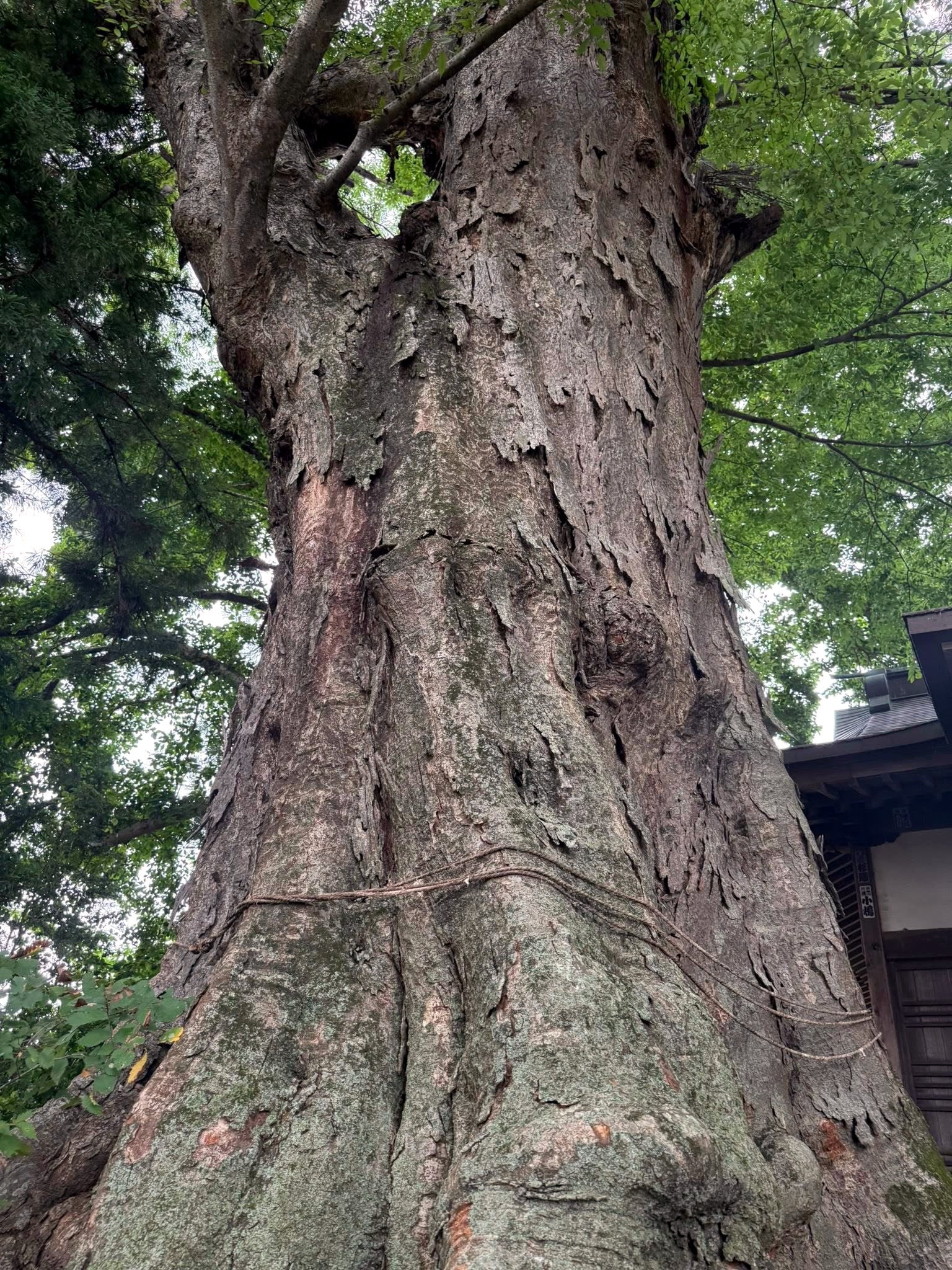 Large Japanese Grey Bark Elm tree trunk with textured bark in a natural setting. (Zelkova serrata)