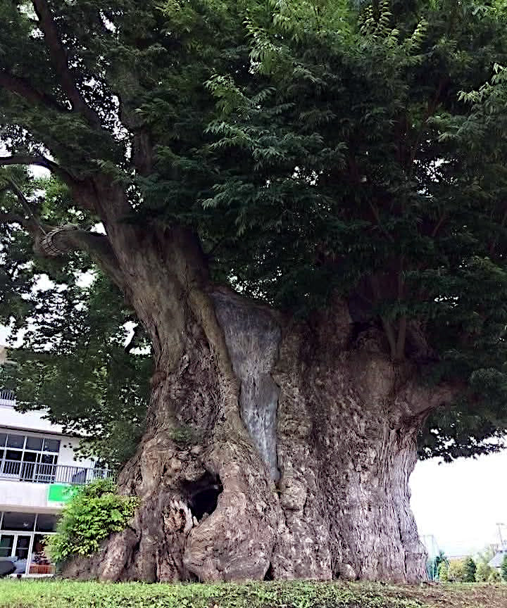 Large Japanese Grey Bark Elm tree with a hollow trunk in an urban setting