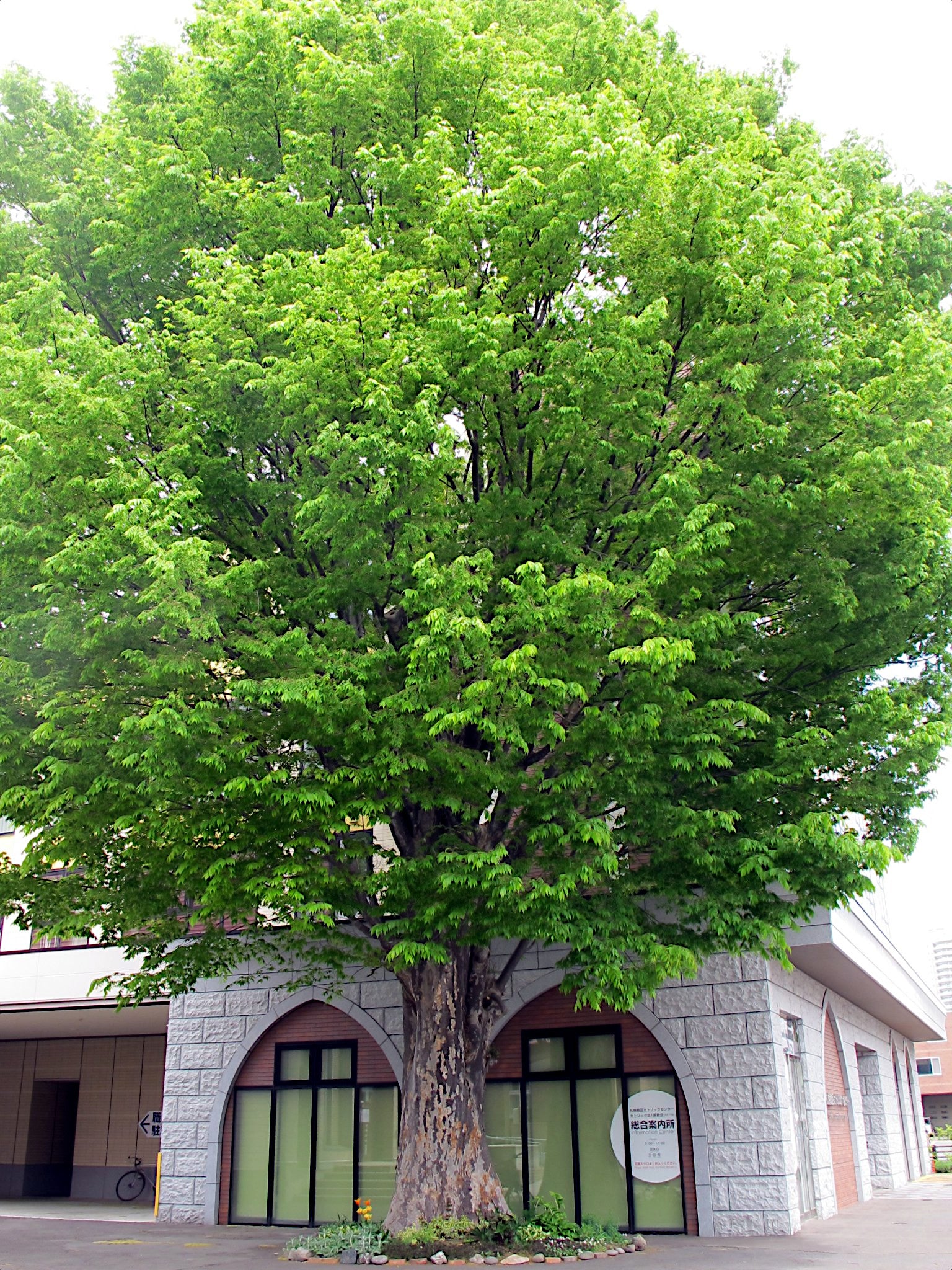 Large green Japanese Grey Bark Elm tree in front of a building with stone facade
