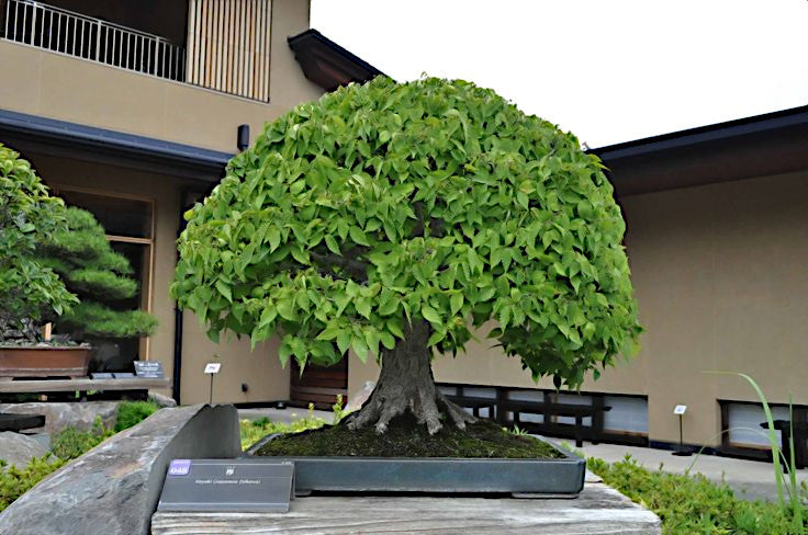 Japanese Grey Bark Elm bonsai tree in a pot on display in an outdoor setting with a building in the background.