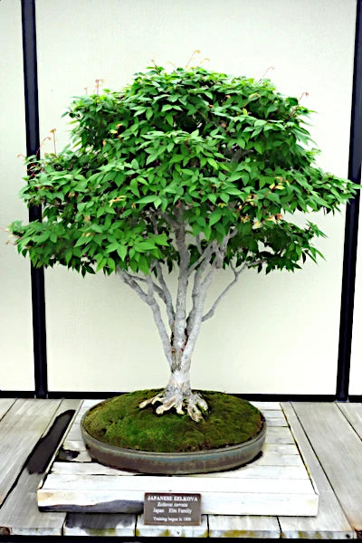 Japanese Grey Bark Elm bonsai tree in a pot on a wooden surface with a white background. (Zelkova serrata)