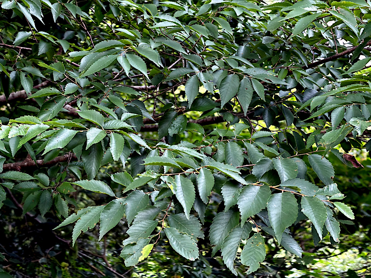 Close-up of green leaves on a Japanese Grey Bark Elm tree