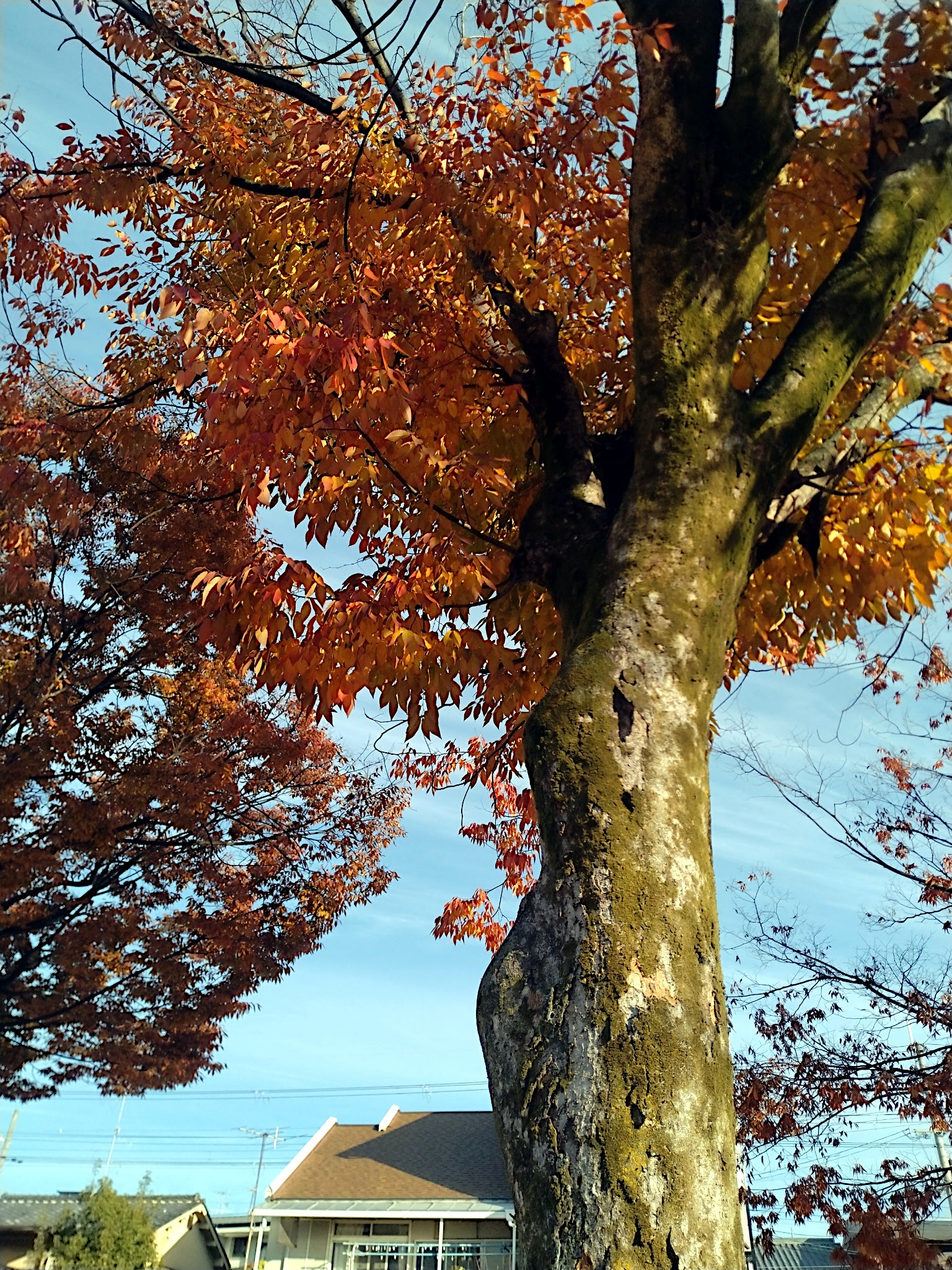 Japanese Grey Bark Elm tree with autumn leaves against a clear blue sky