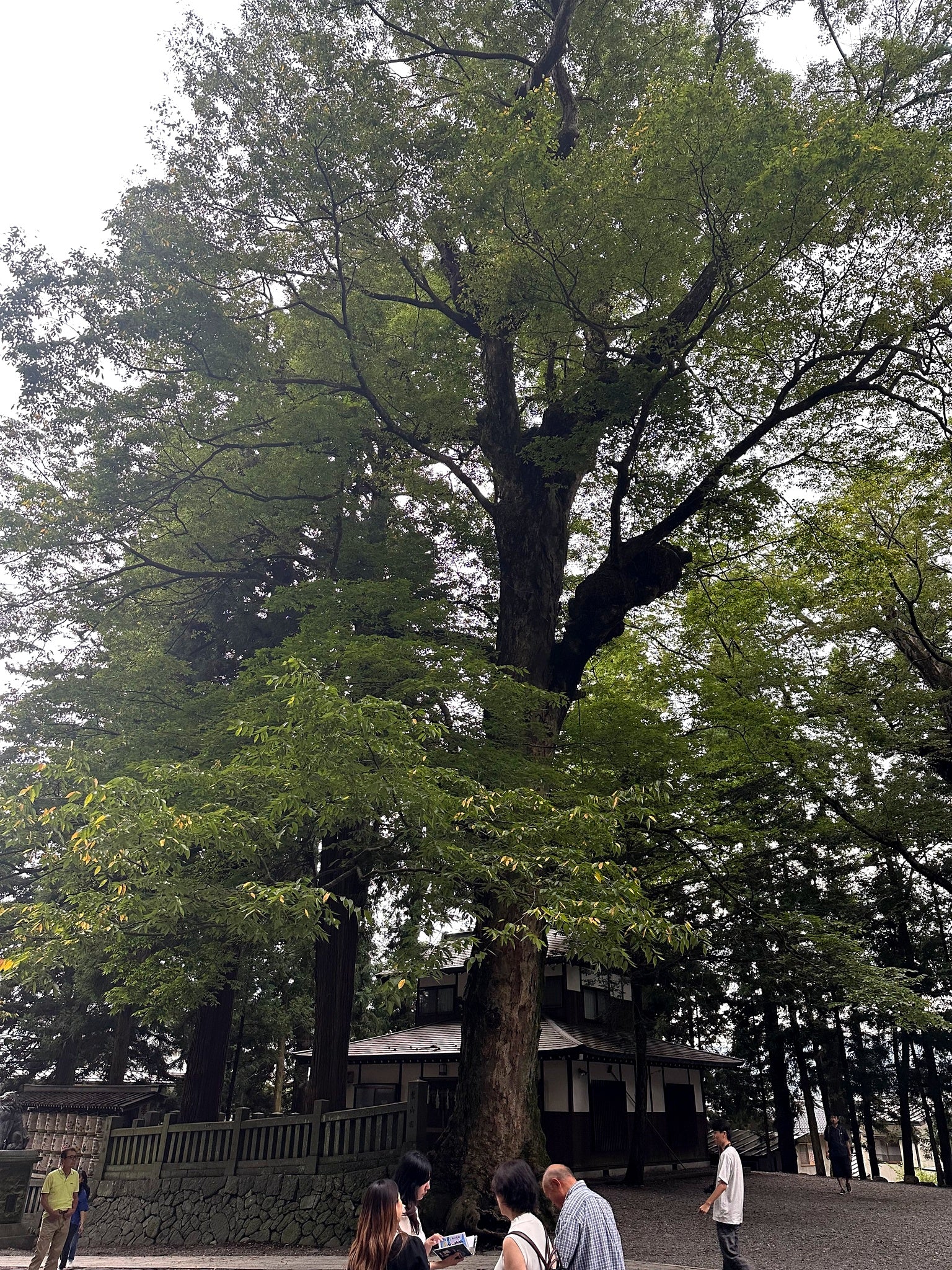 Large Japanese Grey Elm Bark tree with people at its base in a park-like setting