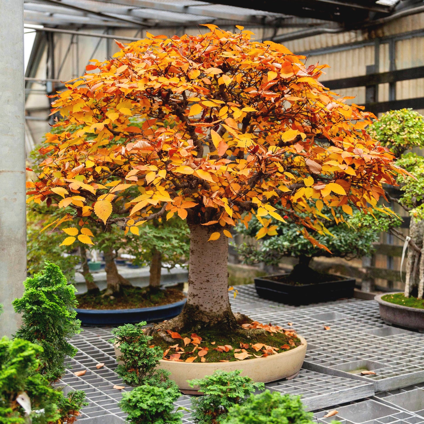 Japanese Grey Bark Elm bonsai tree with vibrant orange leaves in a greenhouse setting