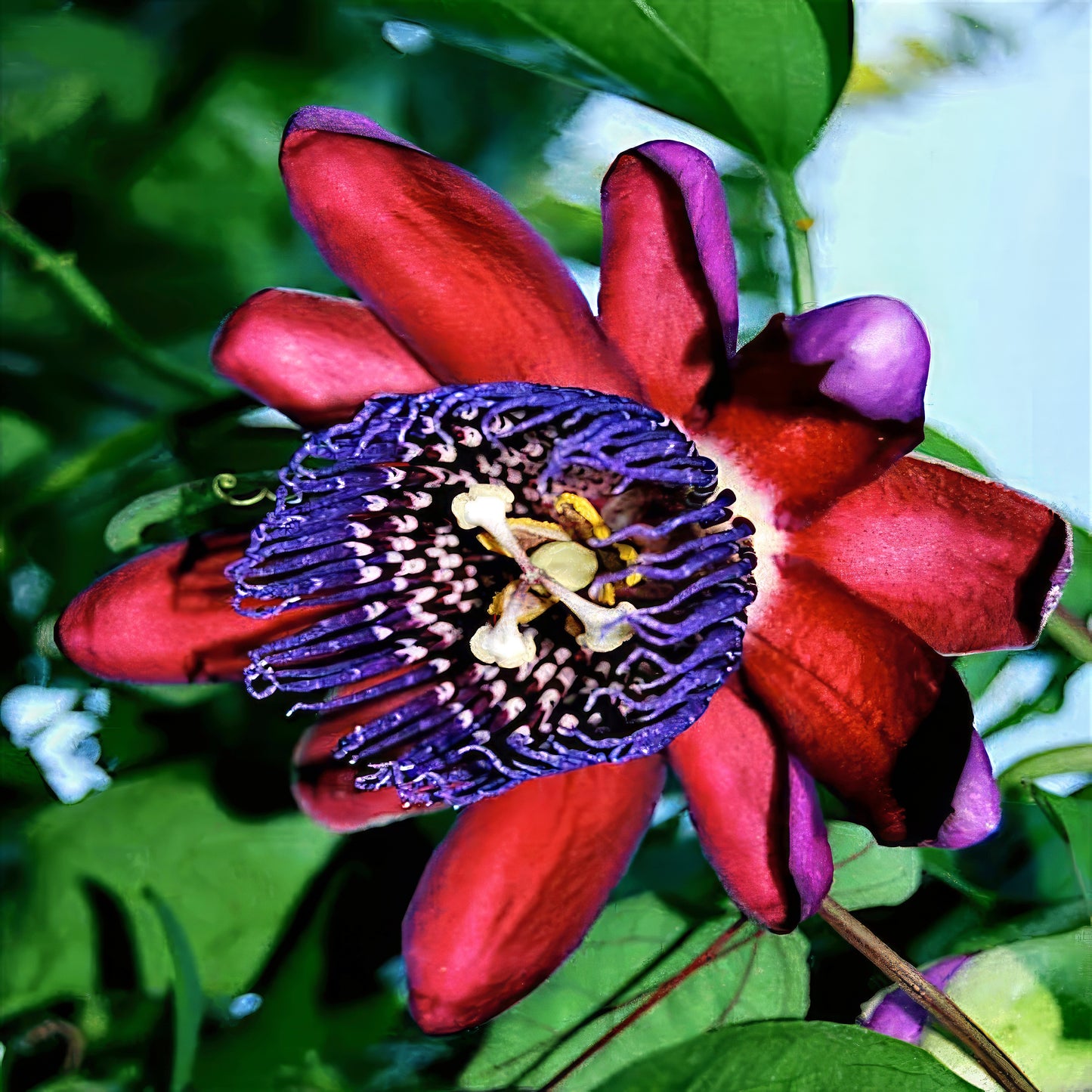 Close-up of a red and purple Giant Granadilla flower with green leaves in the background