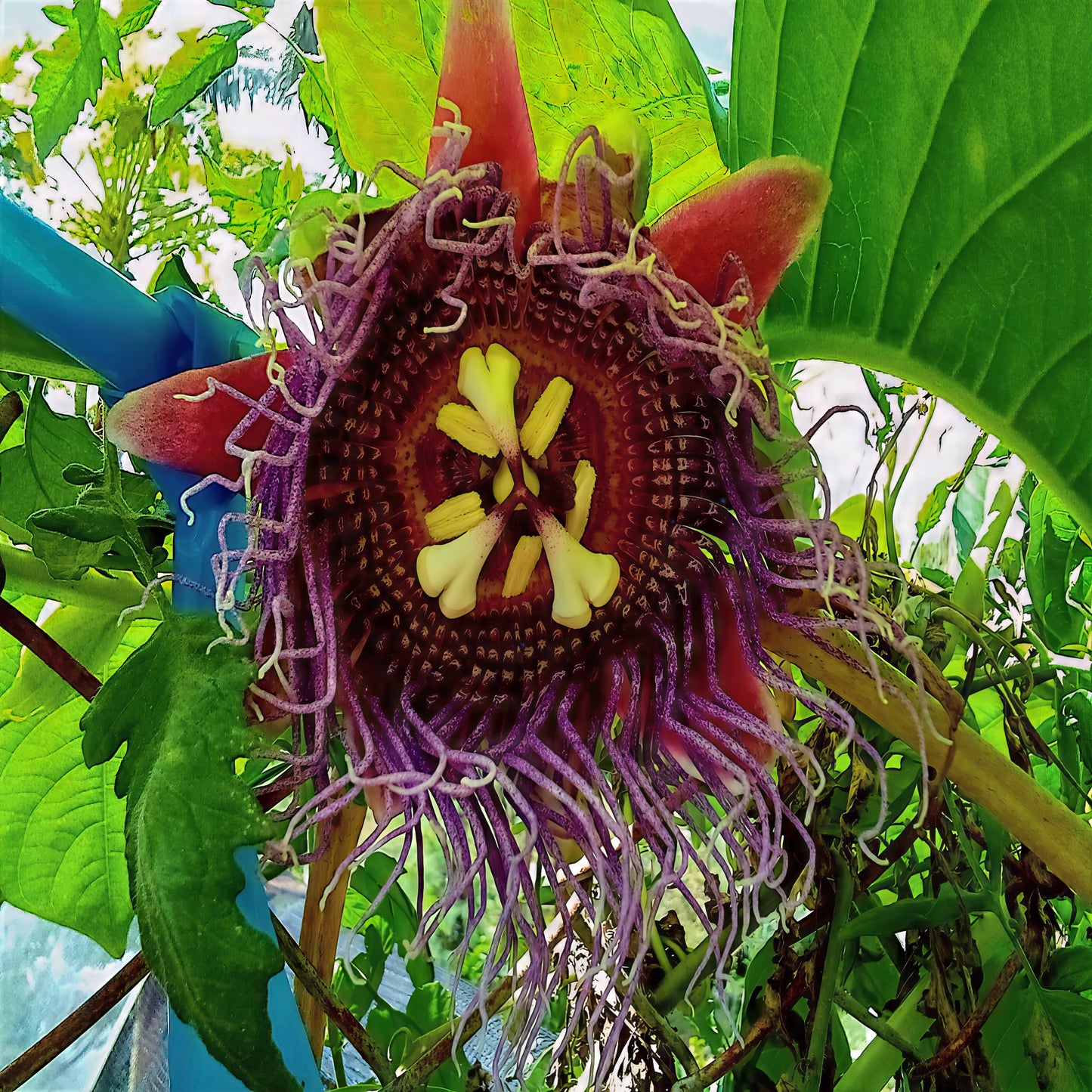 Close-up of a unique Giant Granadilla flower with purple and yellow petals in a natural setting