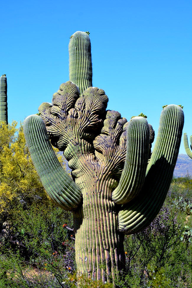 Tall saguaro cactus against a clear blue sky