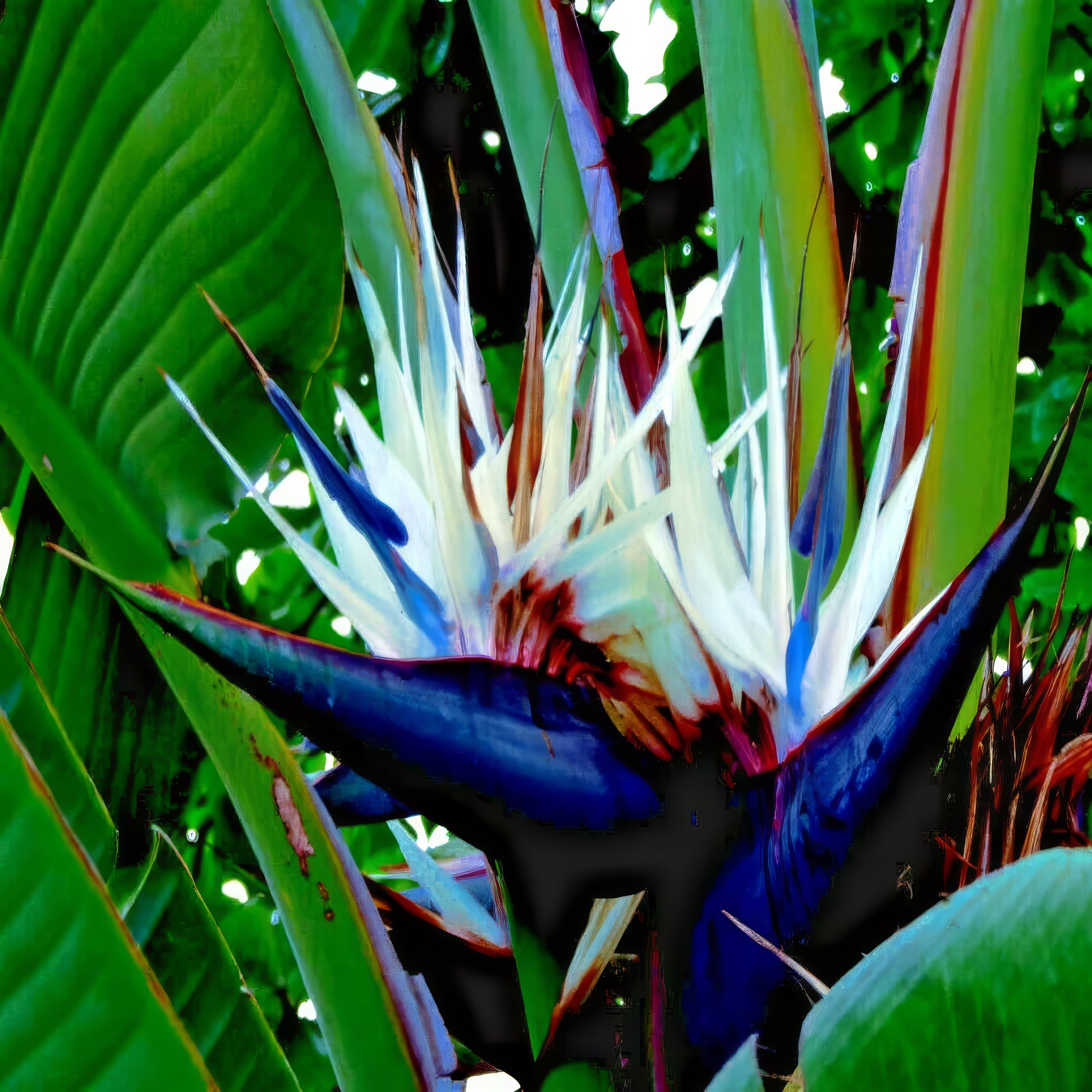 Close-up of a tropical Giant White Bird of Paradise flower with green leaves in the background