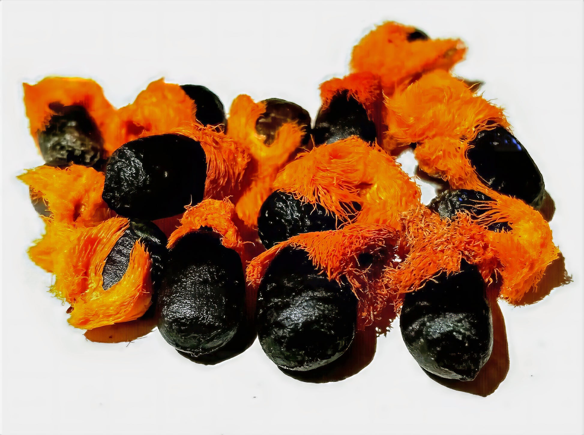 Close-up of black Giant White Bird of Paradise seeds with orange husks on a white background