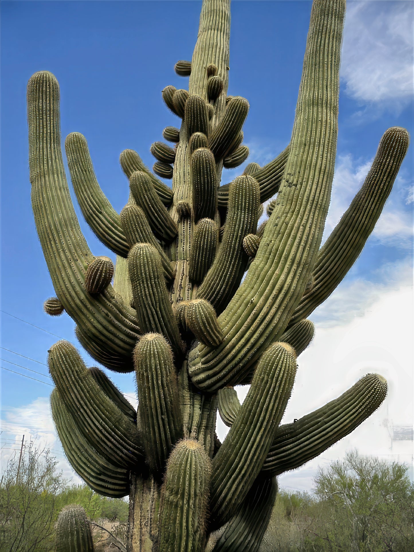 Tall saguaro cactus (Carnegiea gigantea) against a blue sky with scattered clouds