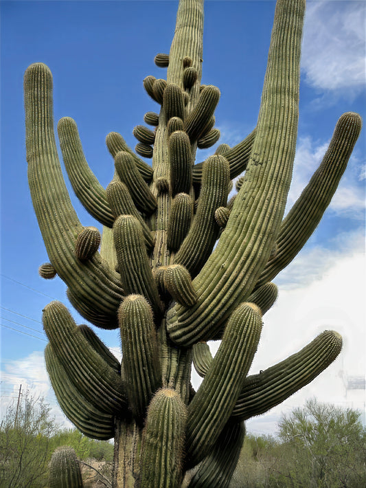 Tall saguaro cactus (Carnegiea gigantea) against a blue sky with scattered clouds