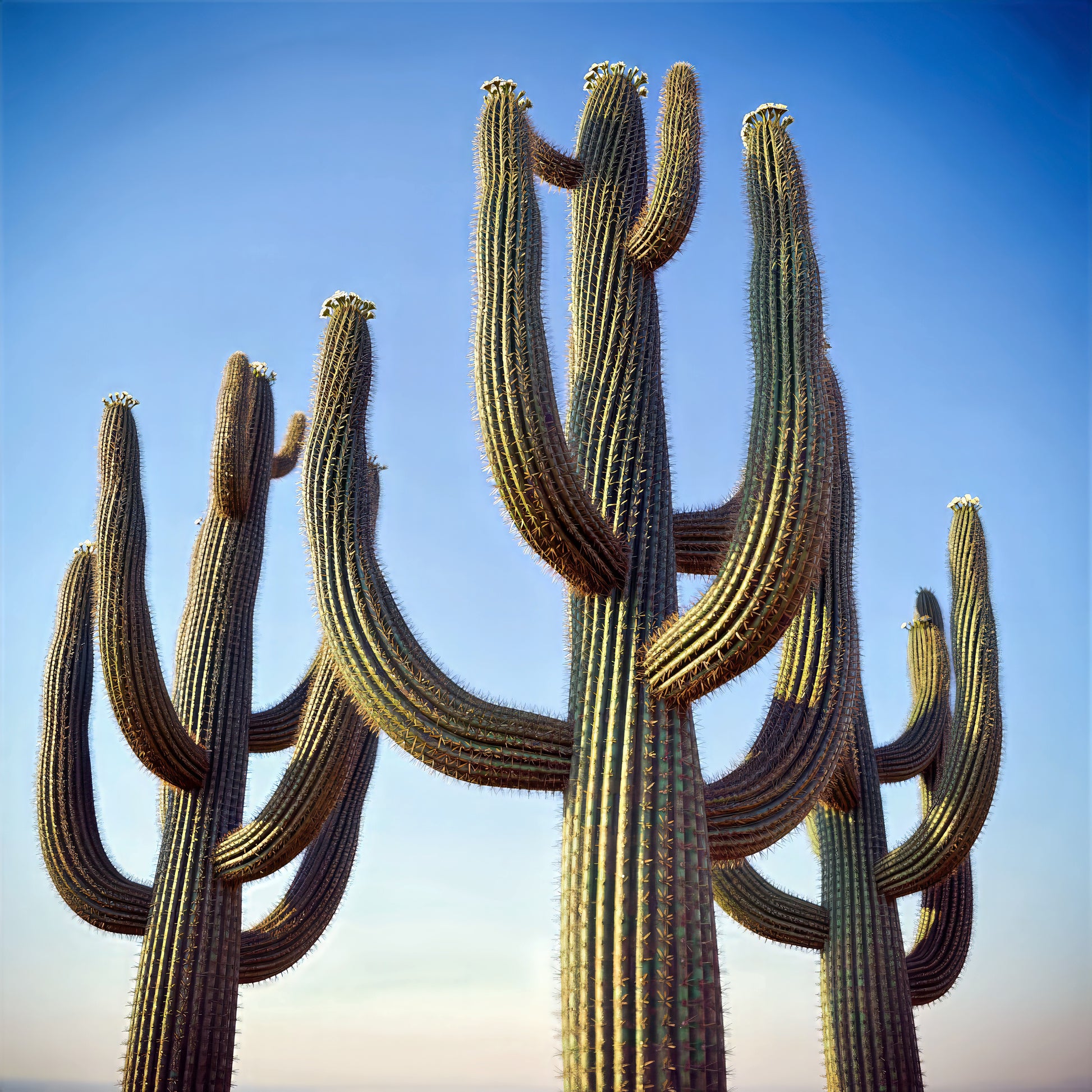 Multiple Saguaro cacti against a clear blue sky