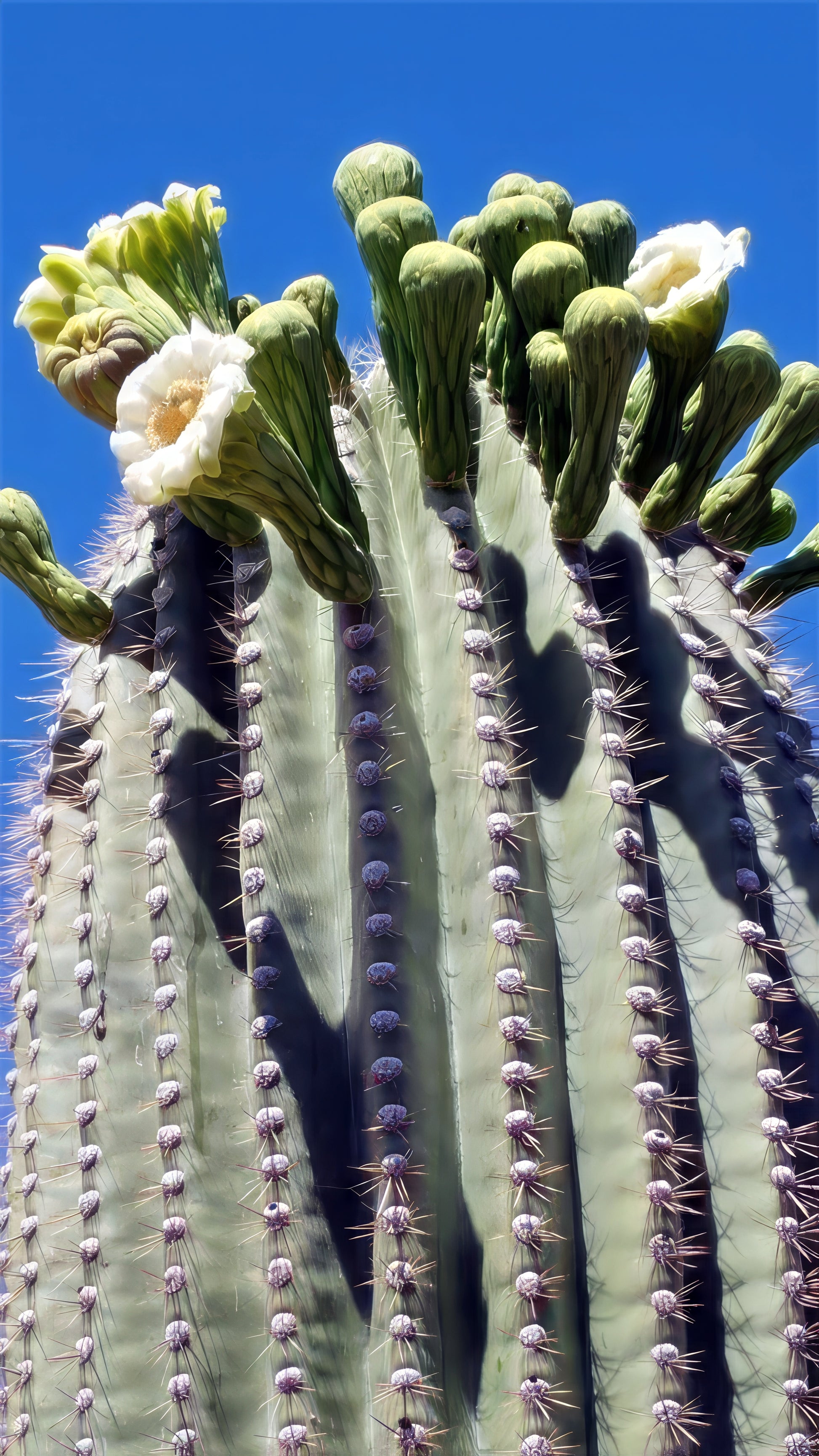 Close-up of a flowering giant saguaro cactus with blue sky background