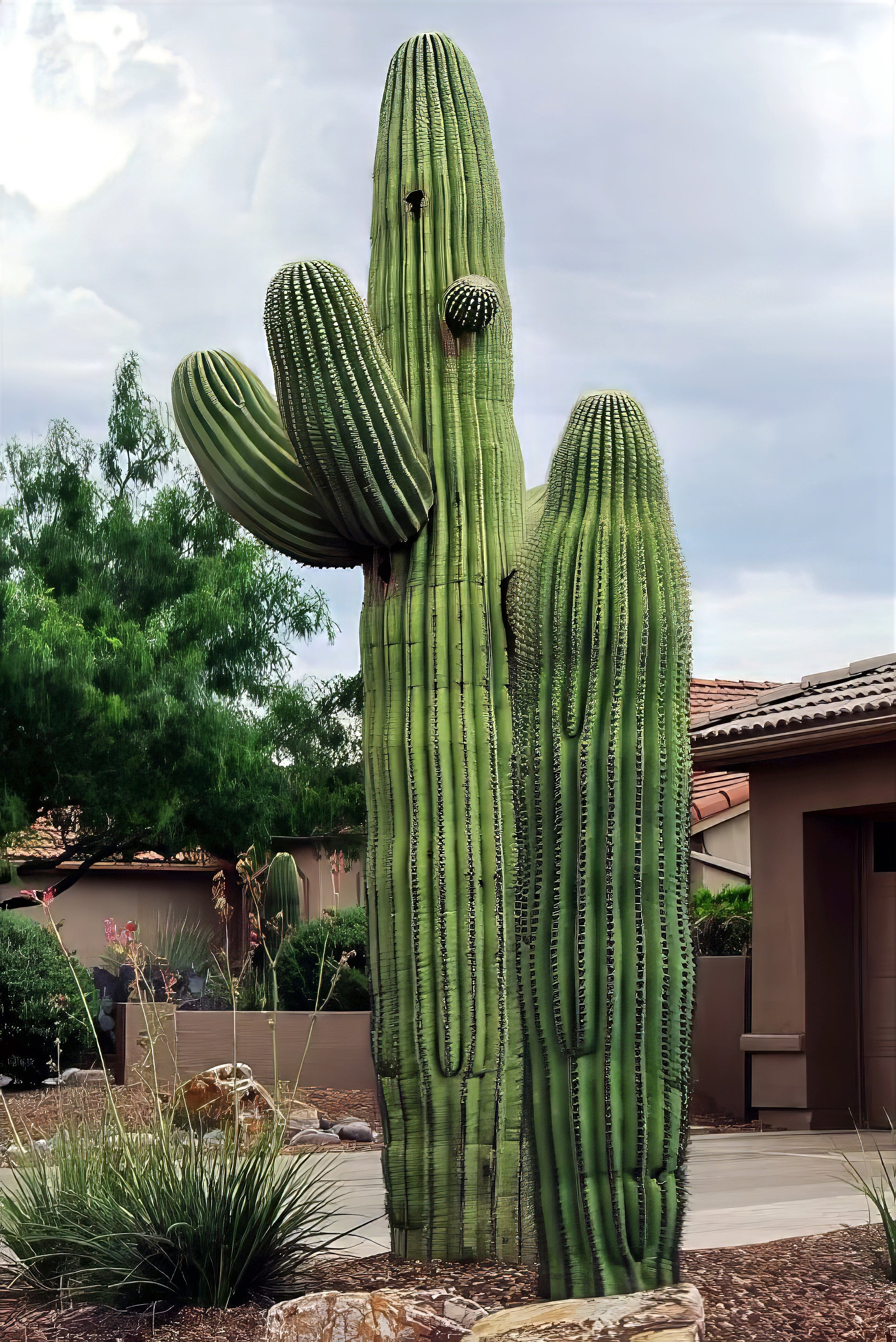 Tall saguaro cactus in a garden setting with houses and trees in the background