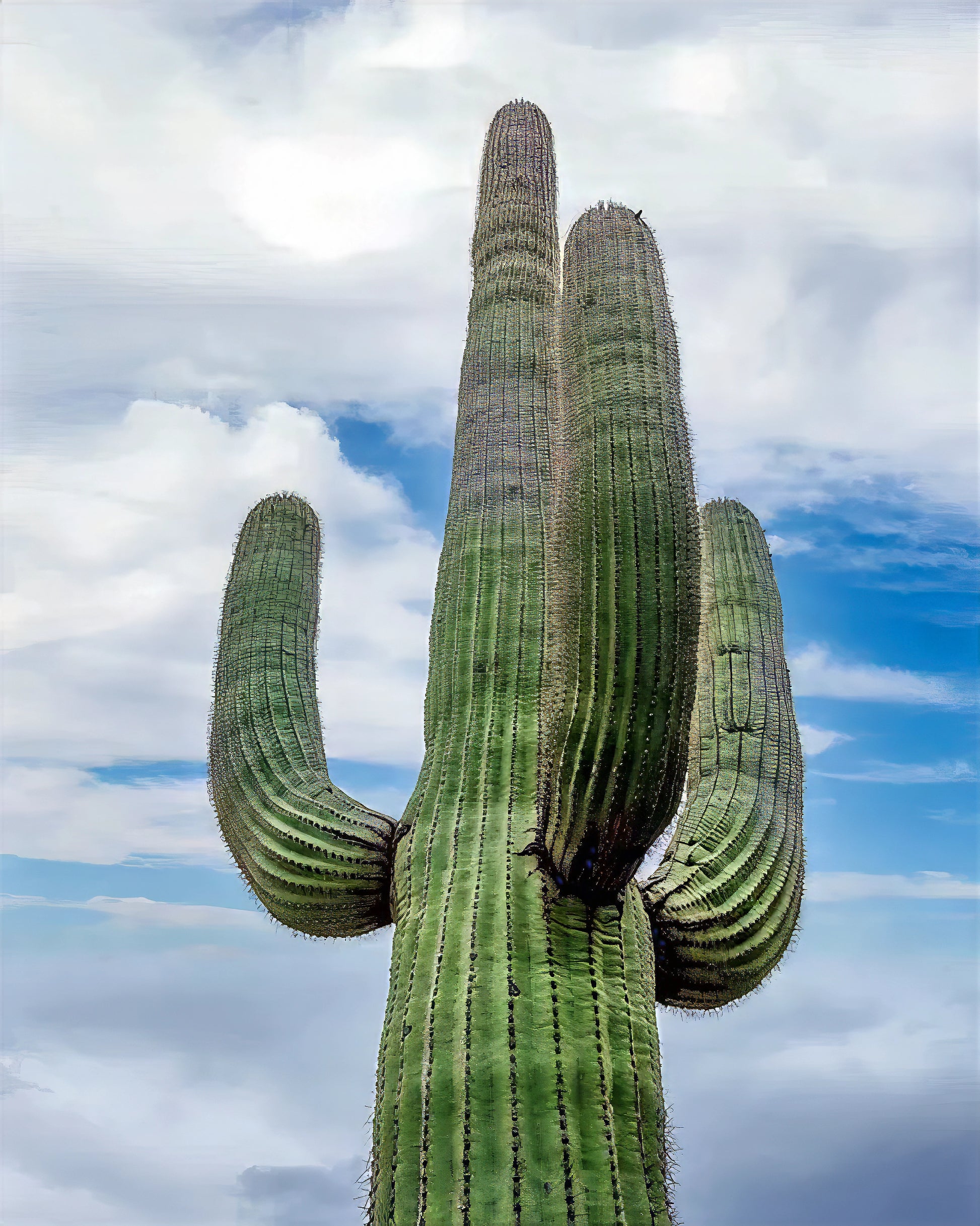 Tall Saguaro cactus against a blue sky with clouds
