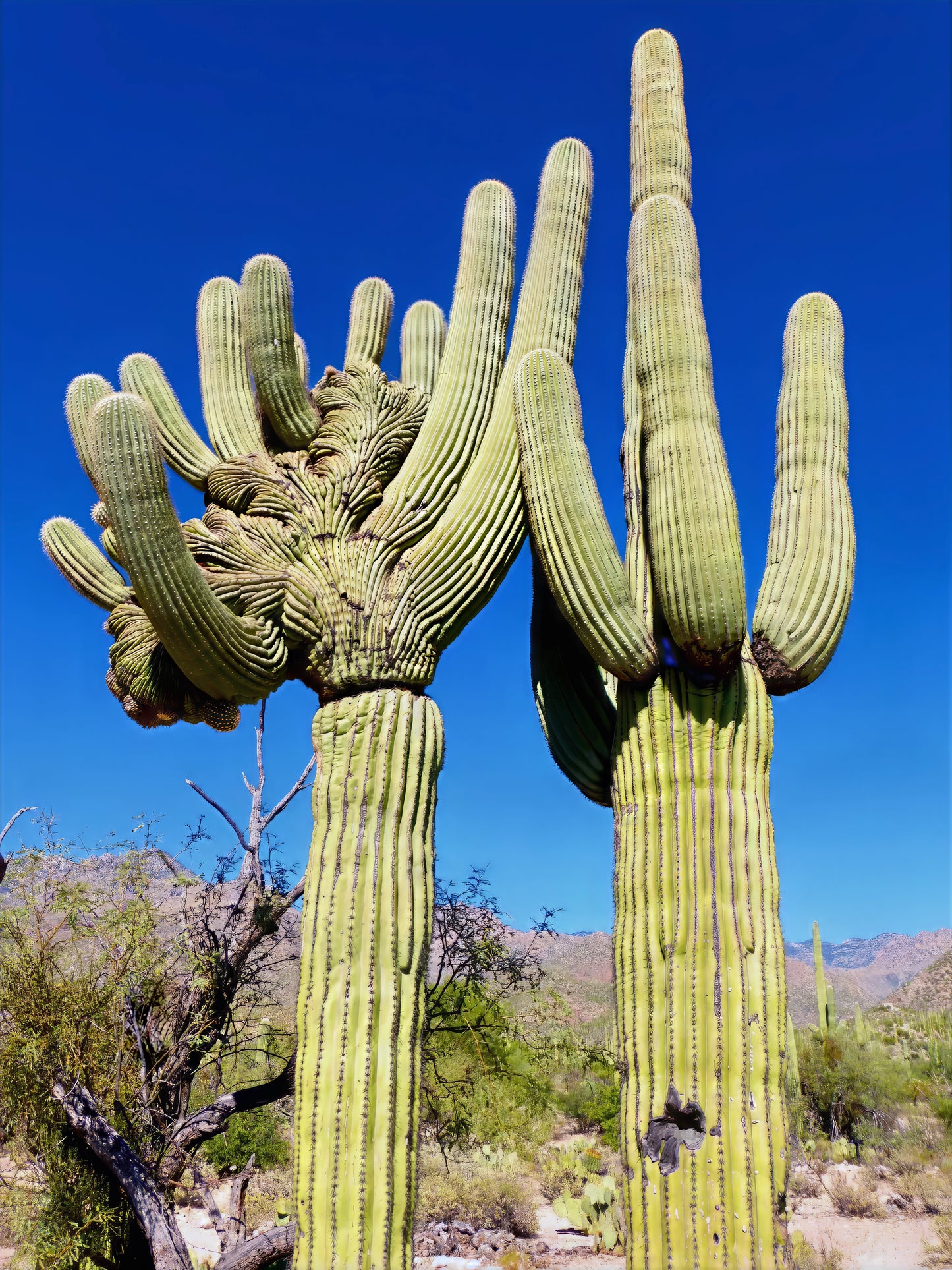Two tall giant saguaro cacti against a clear blue sky with mountains in the background