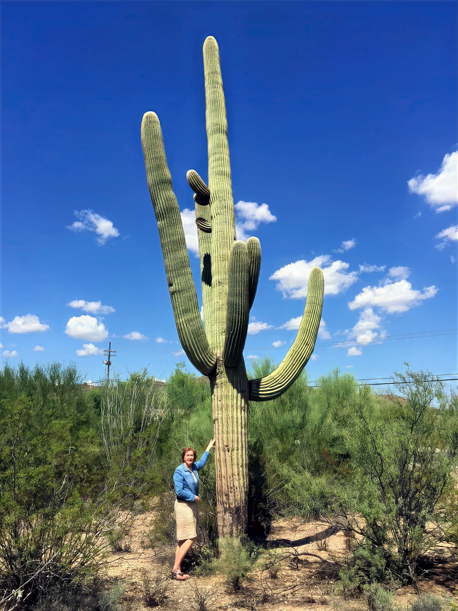 Person standing next to a large saguaro cactus in a desert landscape with blue sky and clouds.