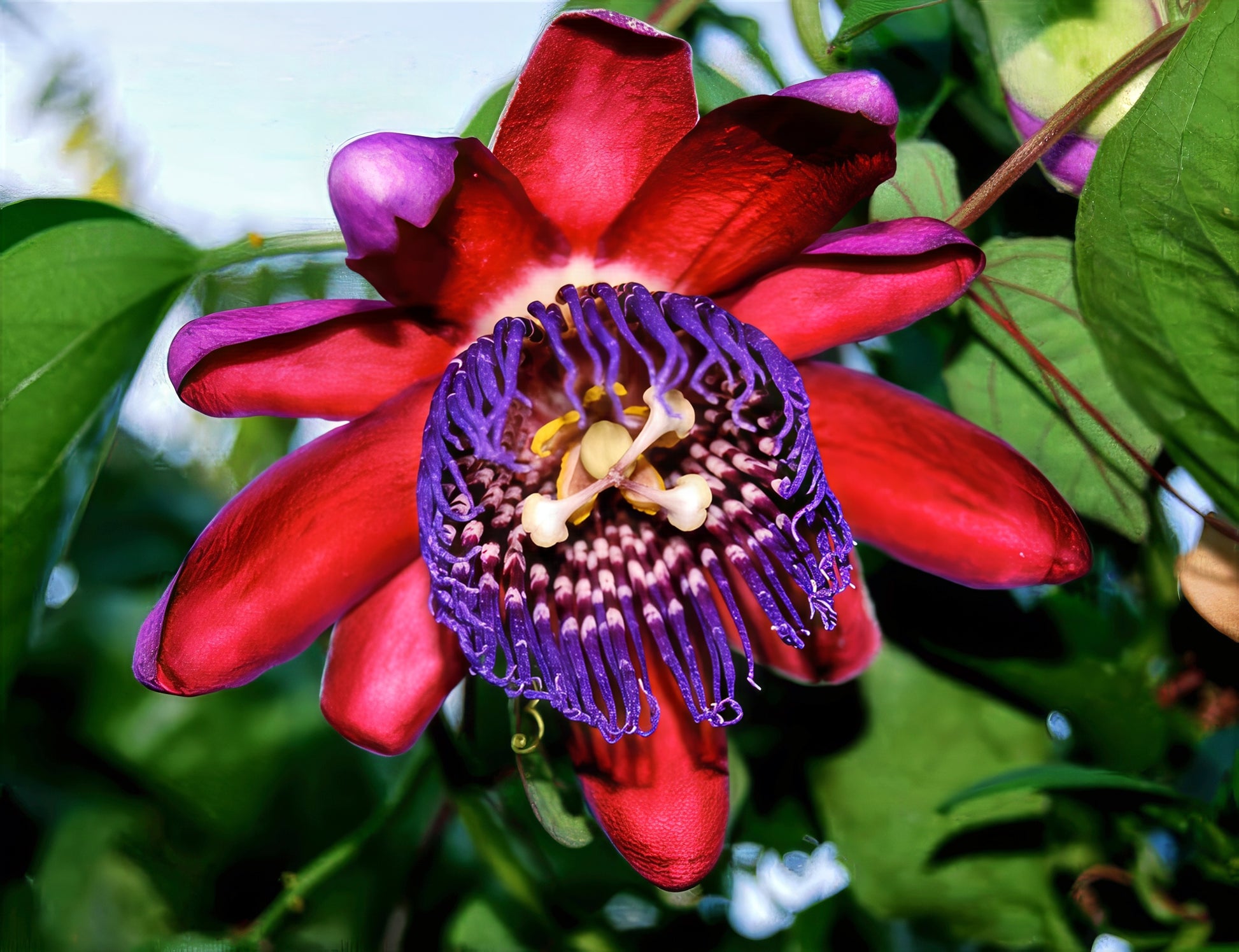 Close-up of a vibrant red and purple Giant Granadilla flower with green leaves in the background