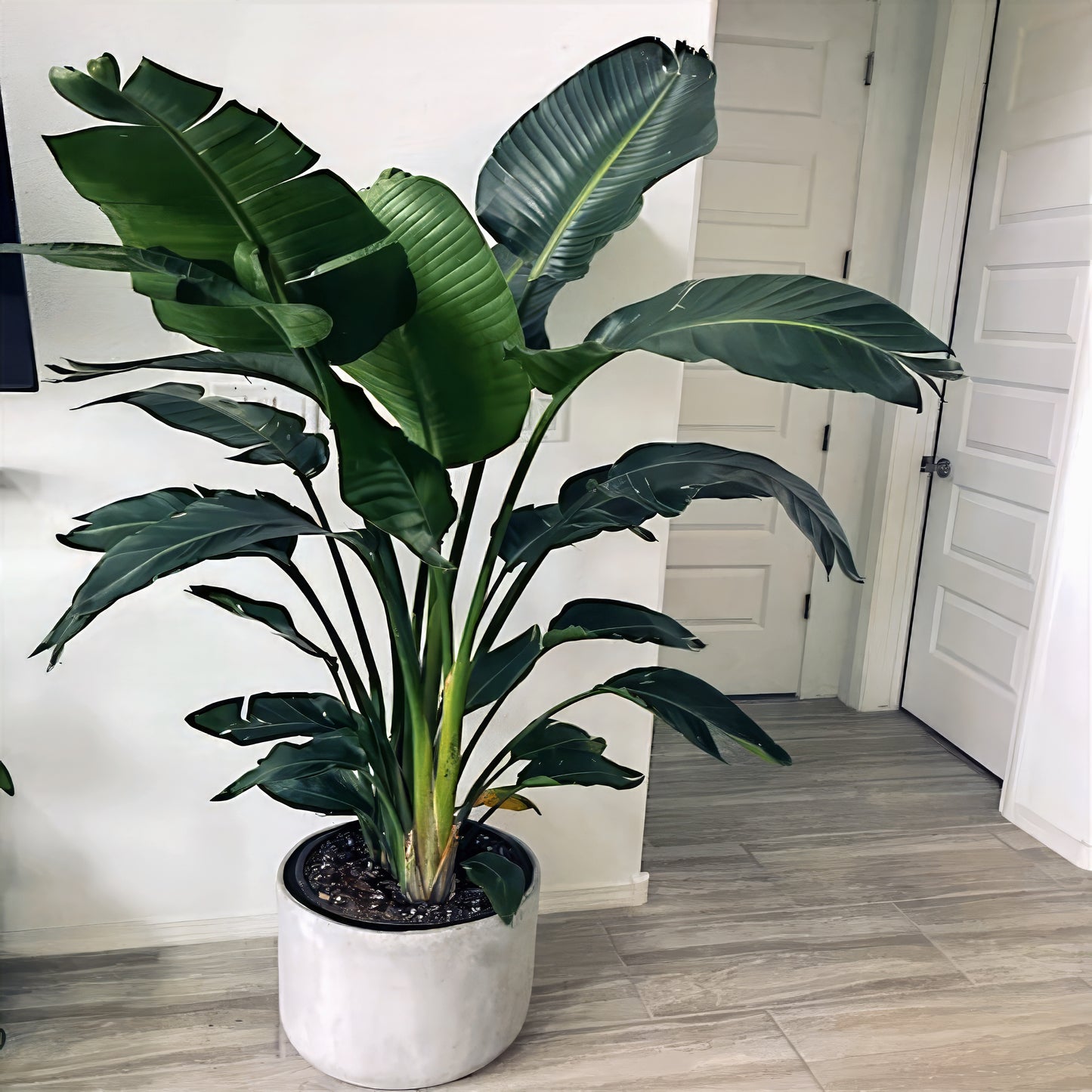 Potted Giant White Bird of Paradise plant in a room with white walls and a wooden floor. (Strelitzia nicolai)