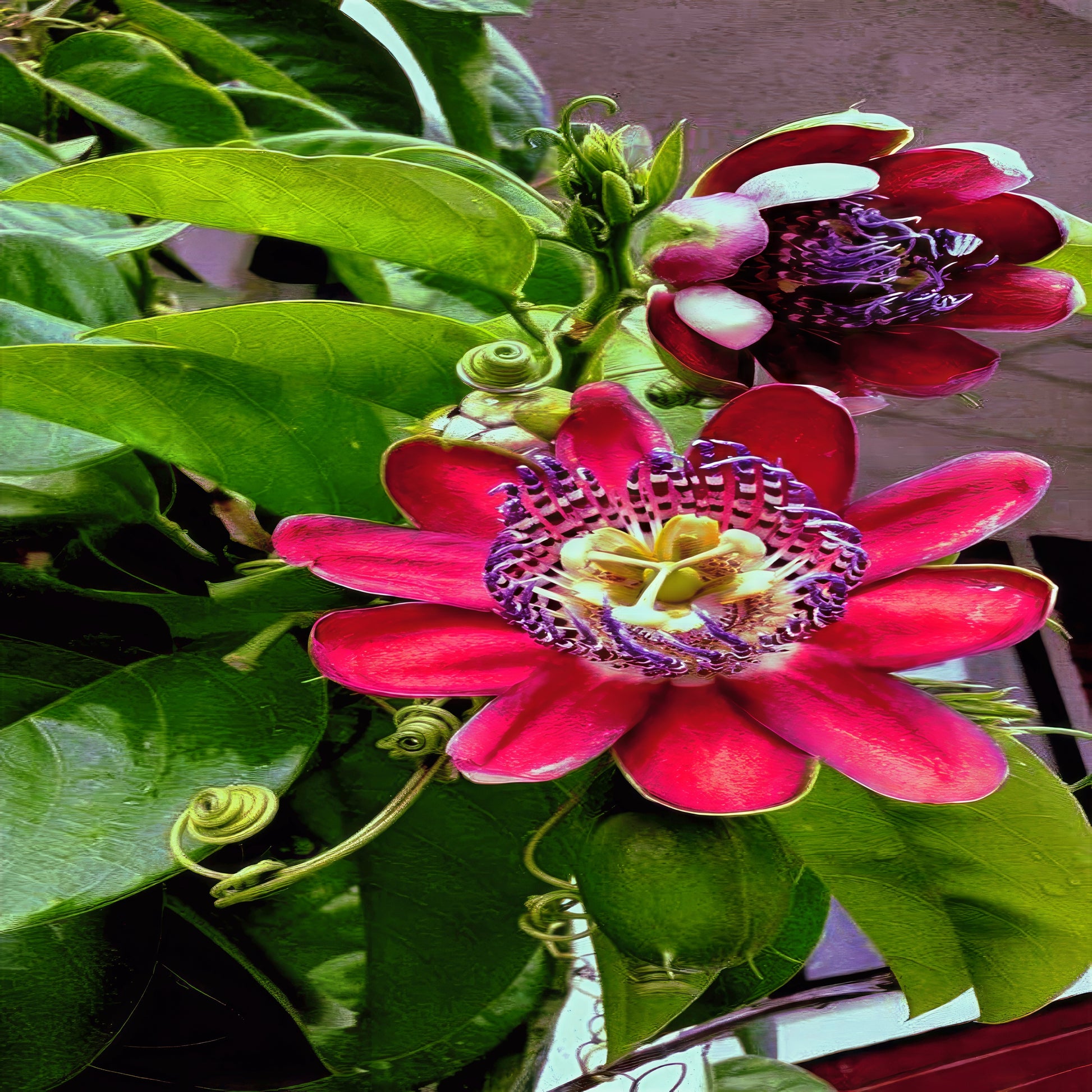 Close-up of a vibrant red and purple Giant Granadilla passionflower with green leaves.