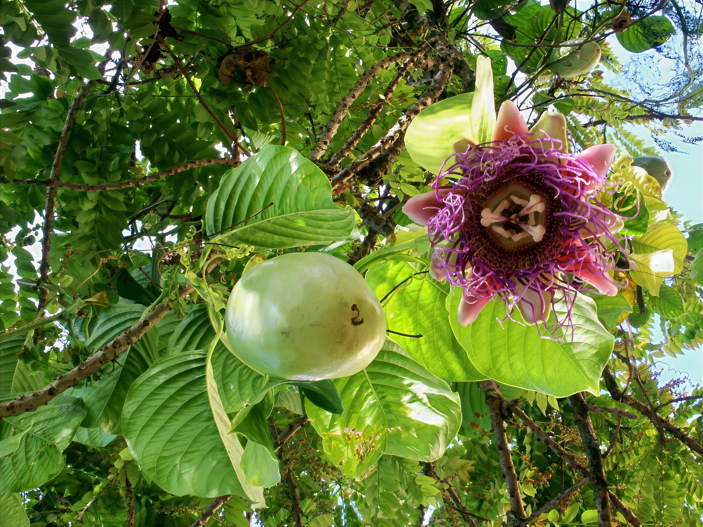 Giant Granadilla Passion fruit with a purple flower on a tree