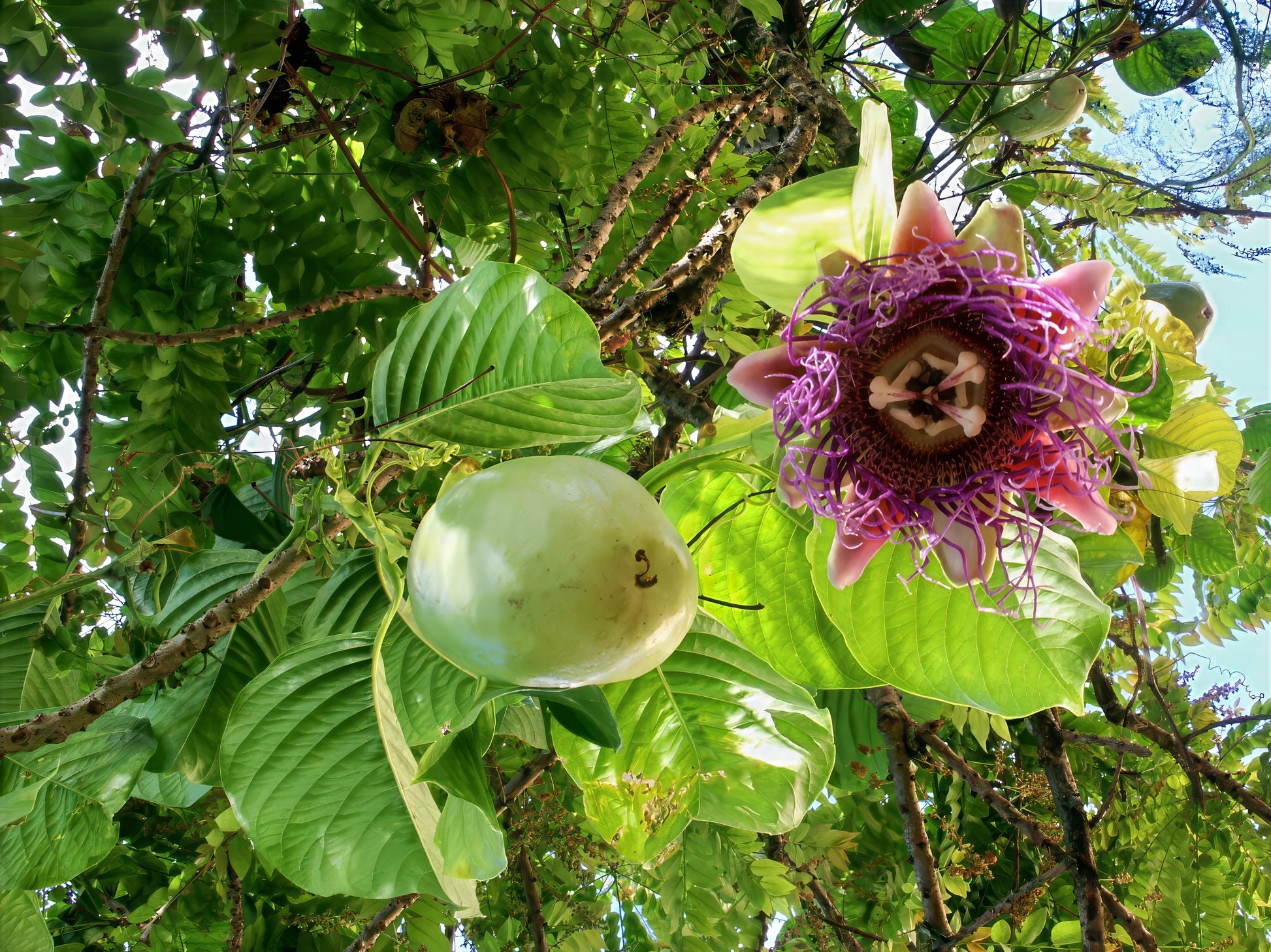 Giant Granadilla Passion fruit with a purple flower on a tree