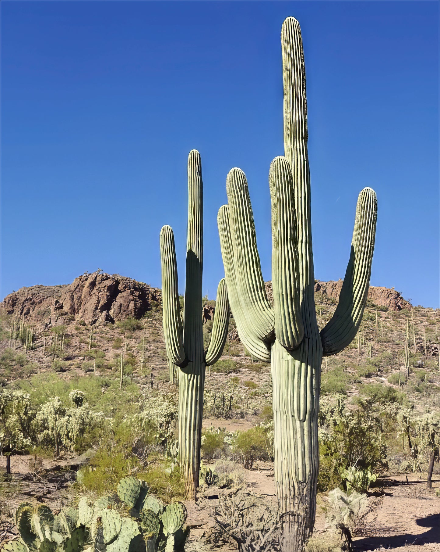 Tall Saguaro cactus in a desert landscape with clear blue sky