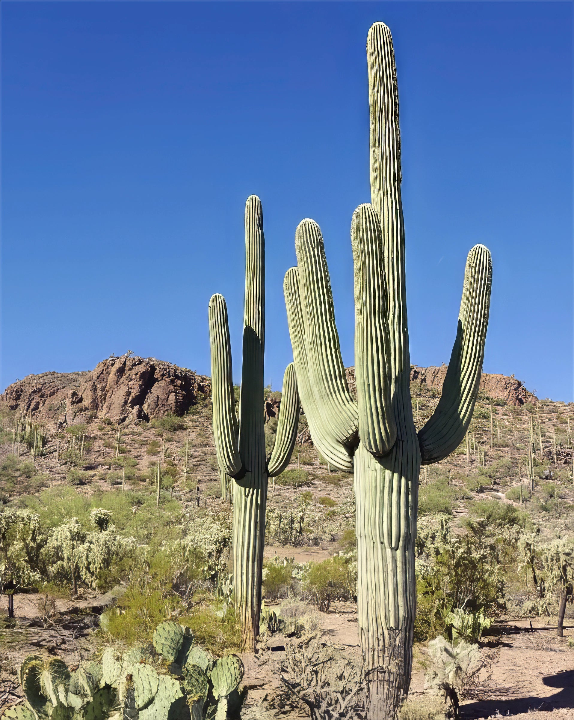Tall Saguaro cactus in a desert landscape with clear blue sky