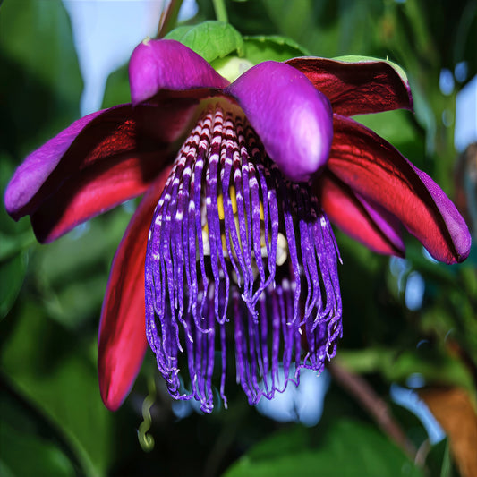 Close-up of a purple and red Giant Granadilla flower with a blurred green background