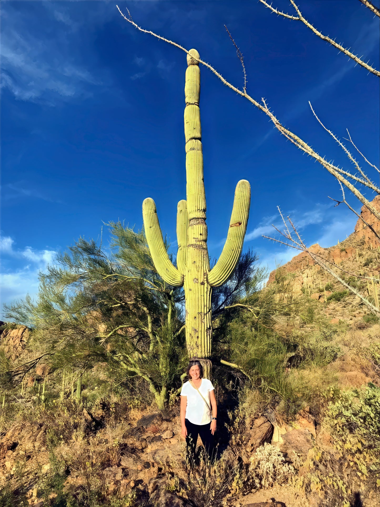 Person standing in front of a large Saguaro giant cactus in a desert landscape with clear blue sky.
