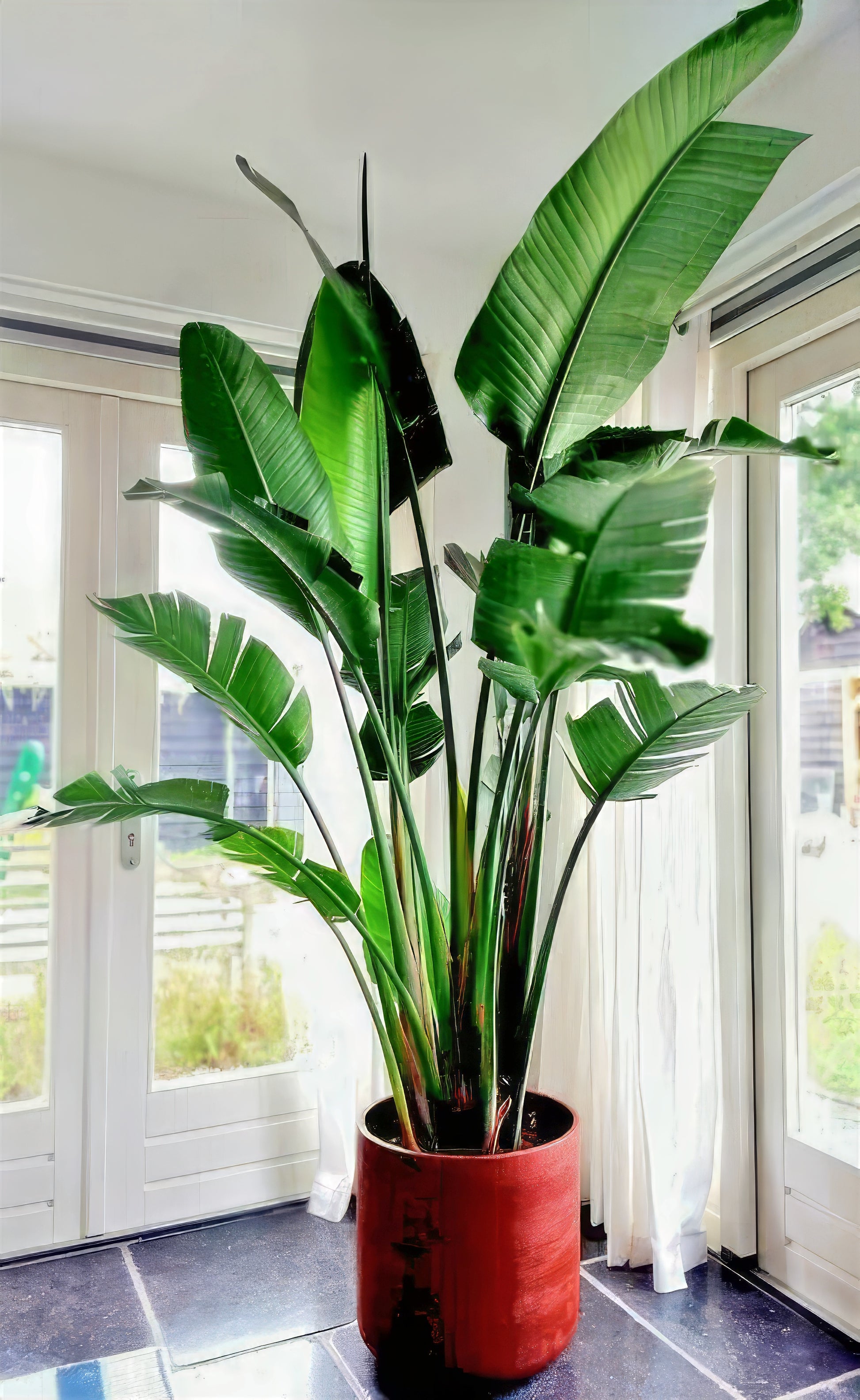 Large green potted Giant White Bird of Paradise plant in a room with white doors and curtains.