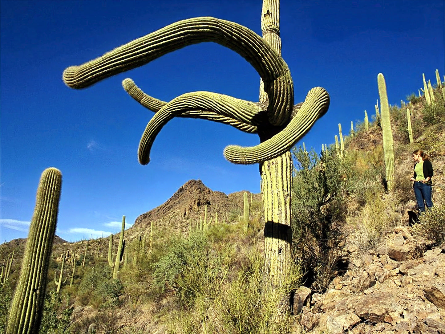 Saguaro cactus in a desert landscape with a person in the background