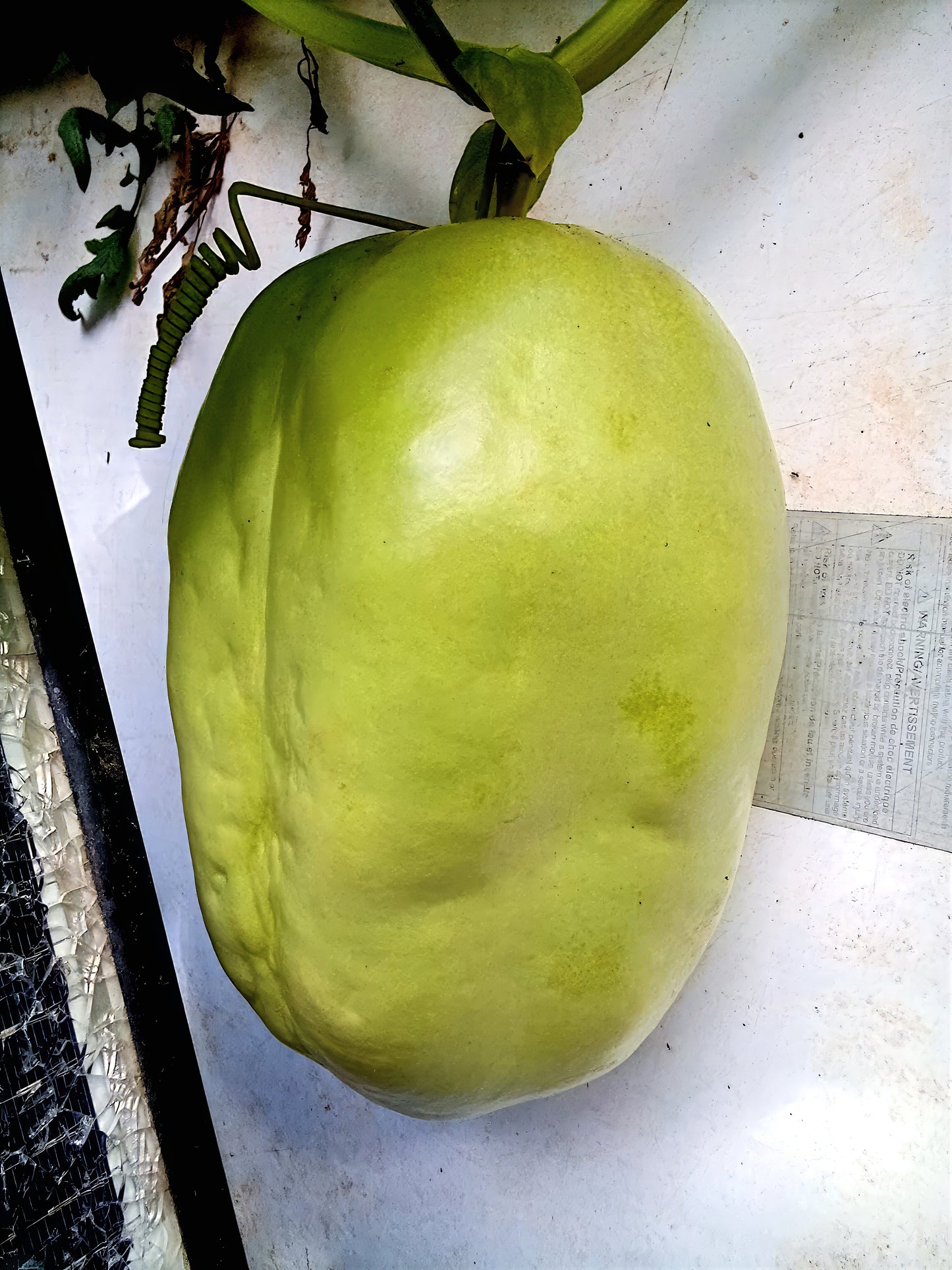 Large Green Giant granadilla fruit with a stem on a white surface