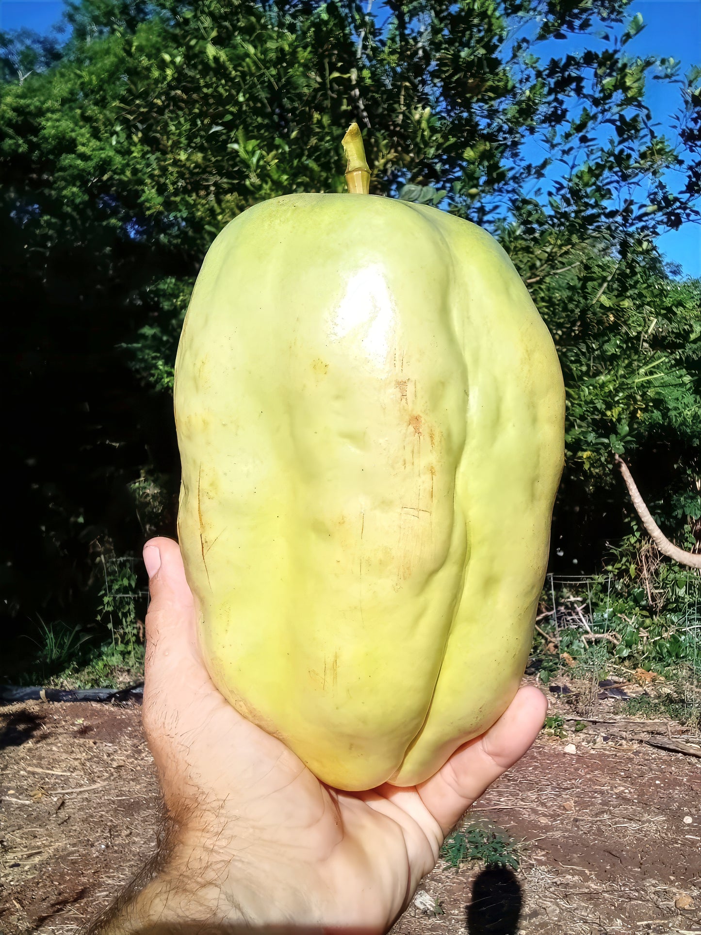 Large yellow Giant Granadilla fruit held in a hand with a natural outdoor background
