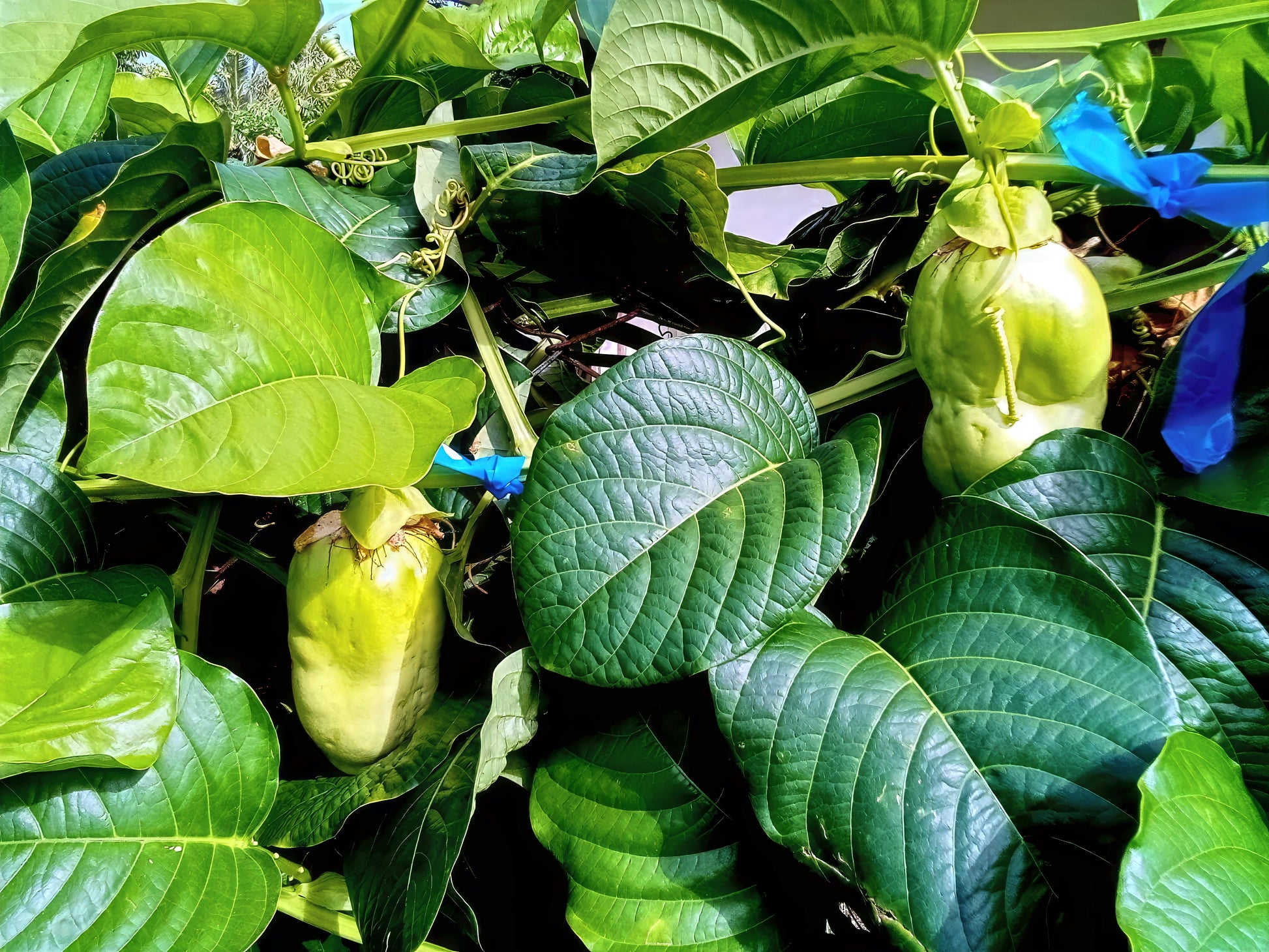 Green leaves and Giant Granadilla fruits on a vine with a blue flower in the background. (Passiflora quadrangularis)