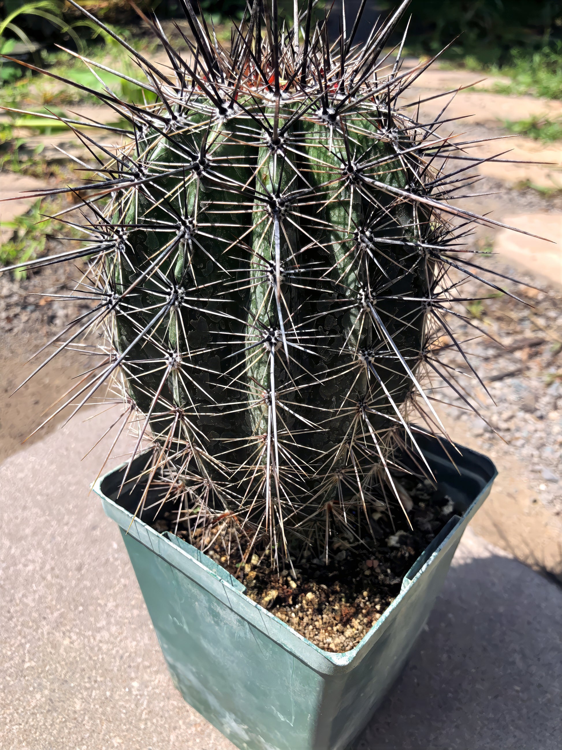 Potted young Saguaro cactus with spiky leaves on a blurred background