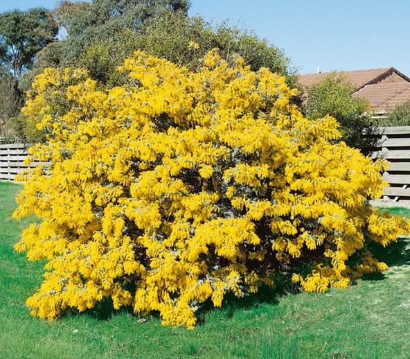 Yellow flowering Golden Mimosa tree in a garden with a clear sky