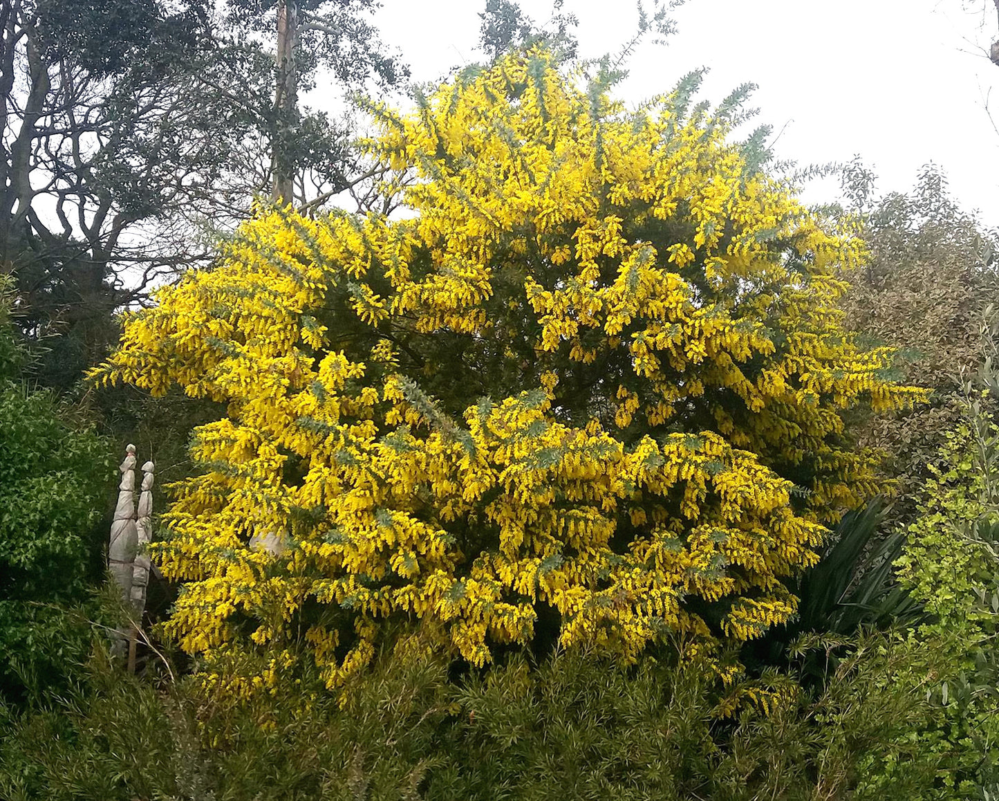 Large Golden Mimosa tree with bright yellow flowers in a natural setting with trees and shrubs. (Acacia baileyana)