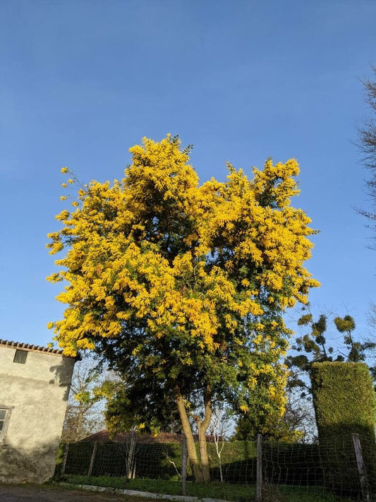 Golden Mimosa Tree with yellow flowers against a clear blue sky