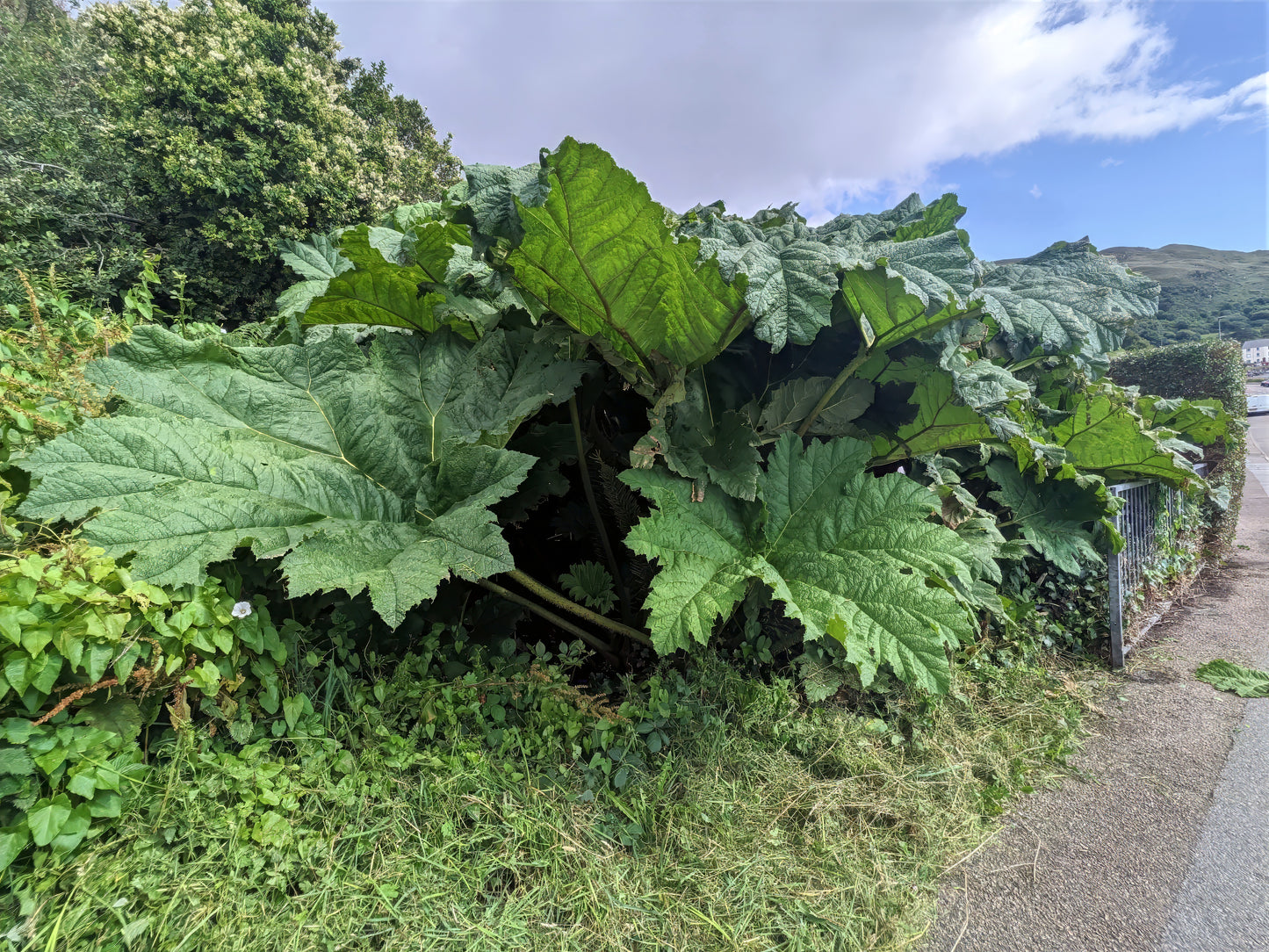 Large green gunnera manicata plant growing along a path with trees and sky in the background