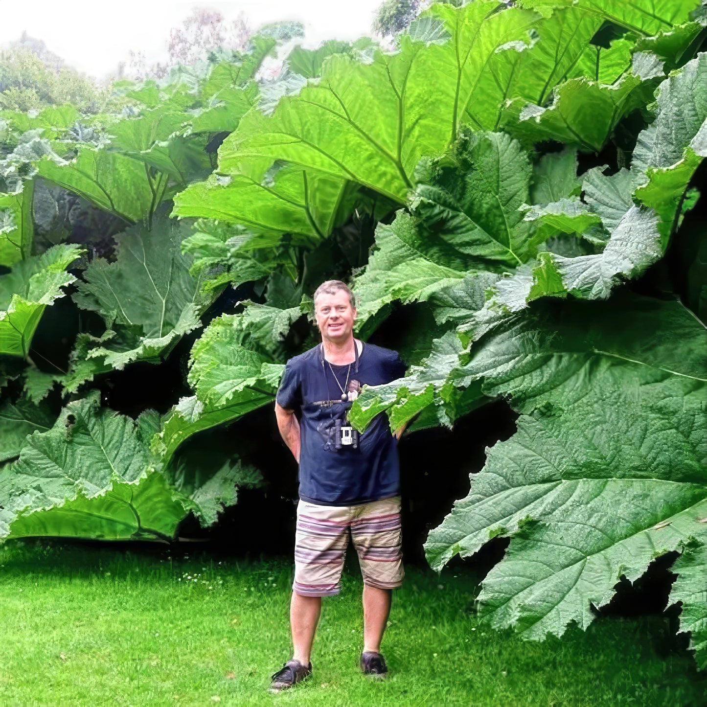 Man standing in front of large green gunnera leaves