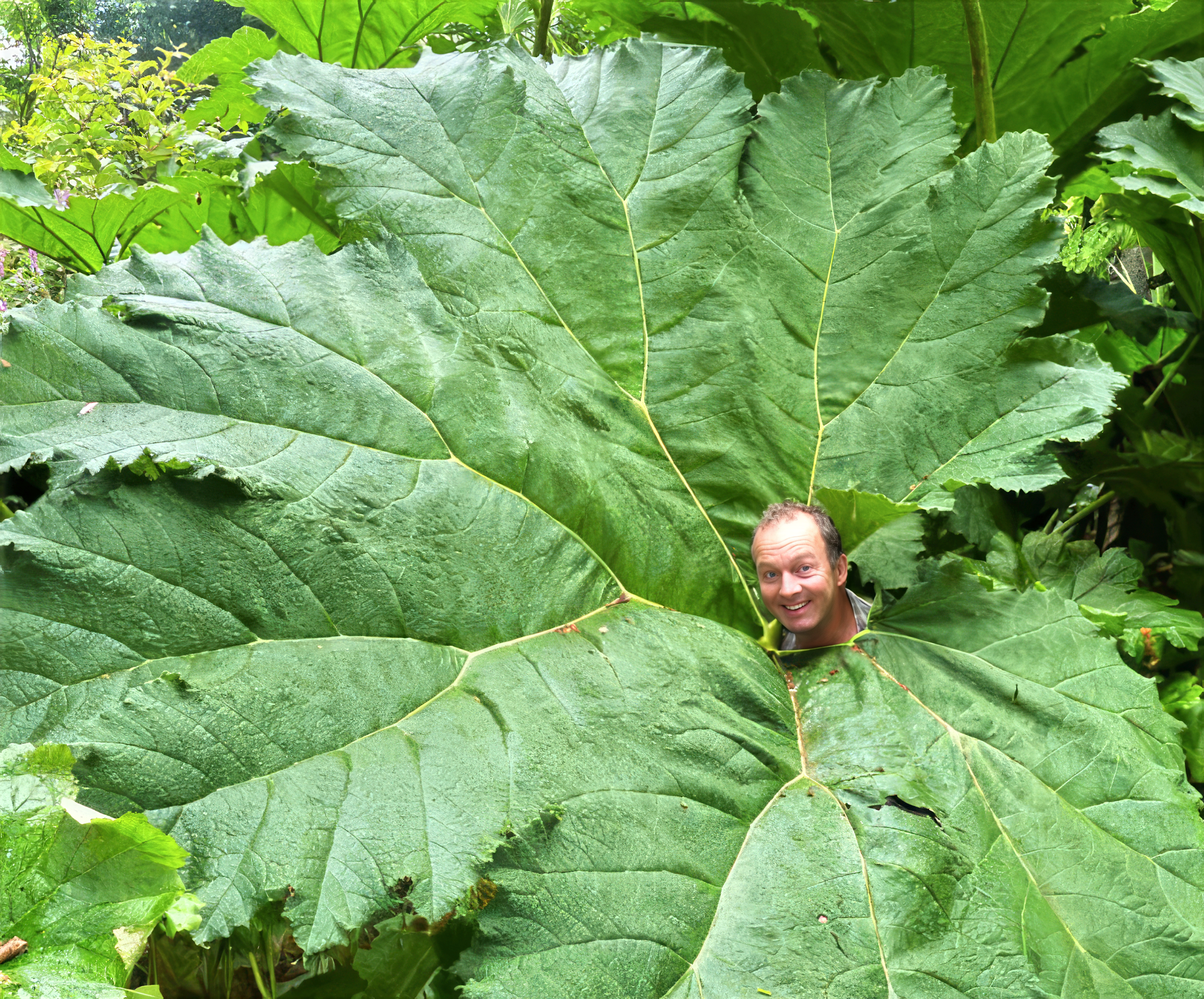 Person peeking out from behind a large green Gunnera manicata plant leaf