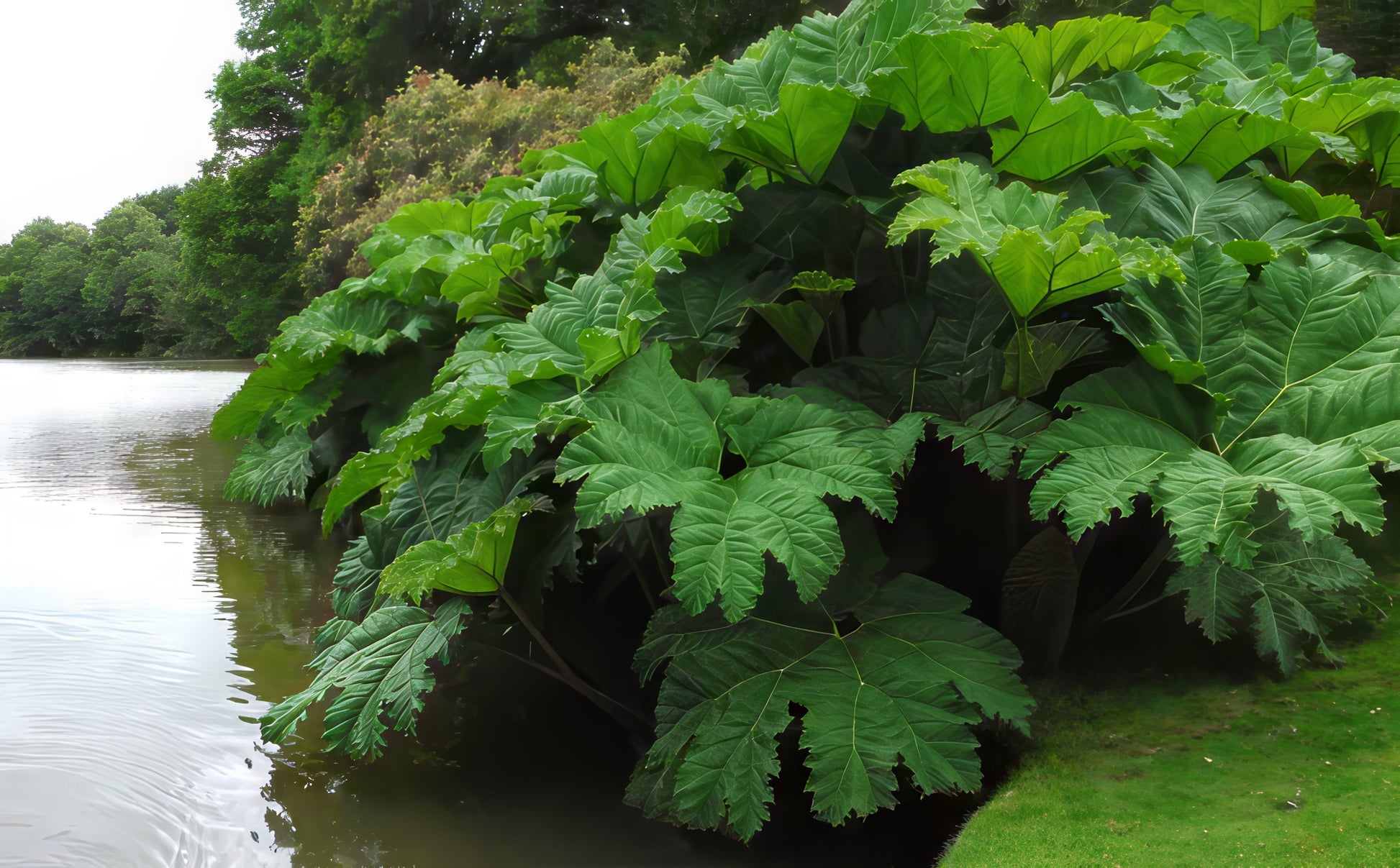 Large green gunnera manicata by a body of water with trees in the background